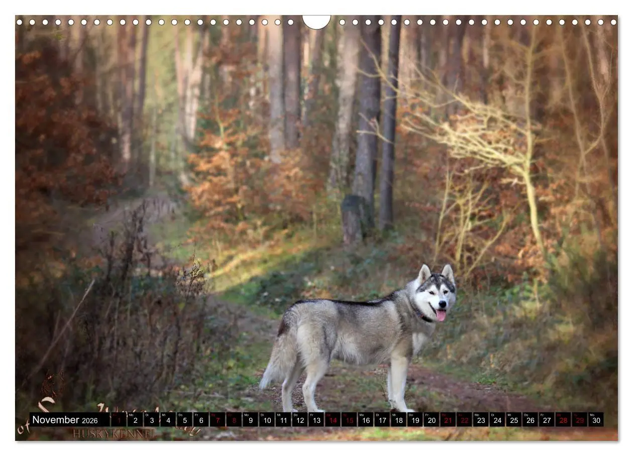 Bild: 9783457935866 | Faszination Husky (Wandkalender 2026 DIN A3 quer), CALVENDO...