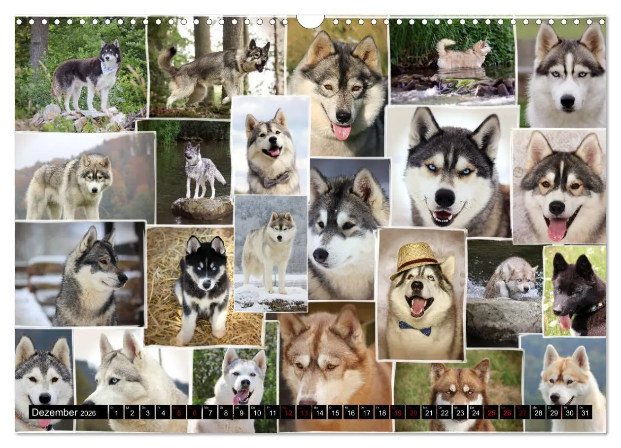 Bild: 9783457935866 | Faszination Husky (Wandkalender 2026 DIN A3 quer), CALVENDO...