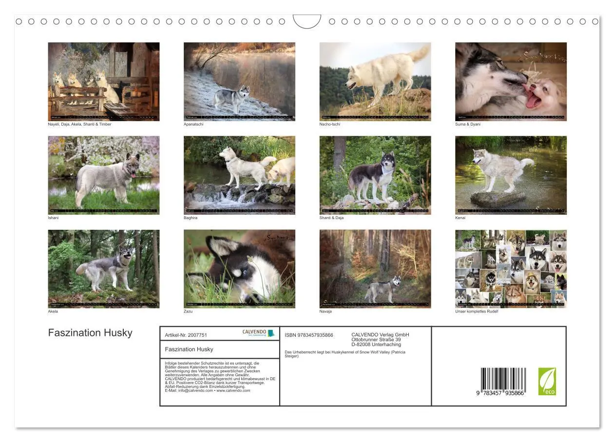 Bild: 9783457935866 | Faszination Husky (Wandkalender 2026 DIN A3 quer), CALVENDO...