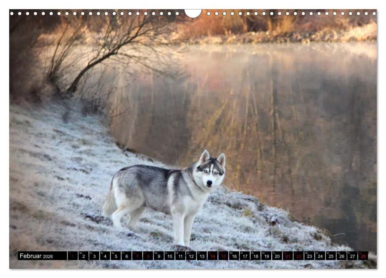 Bild: 9783457935866 | Faszination Husky (Wandkalender 2026 DIN A3 quer), CALVENDO...