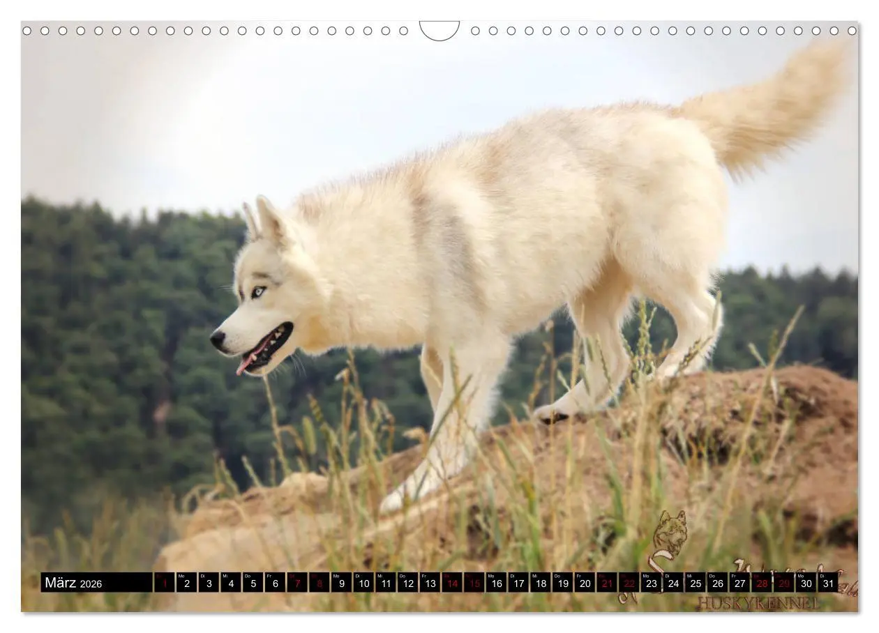 Bild: 9783457935866 | Faszination Husky (Wandkalender 2026 DIN A3 quer), CALVENDO...