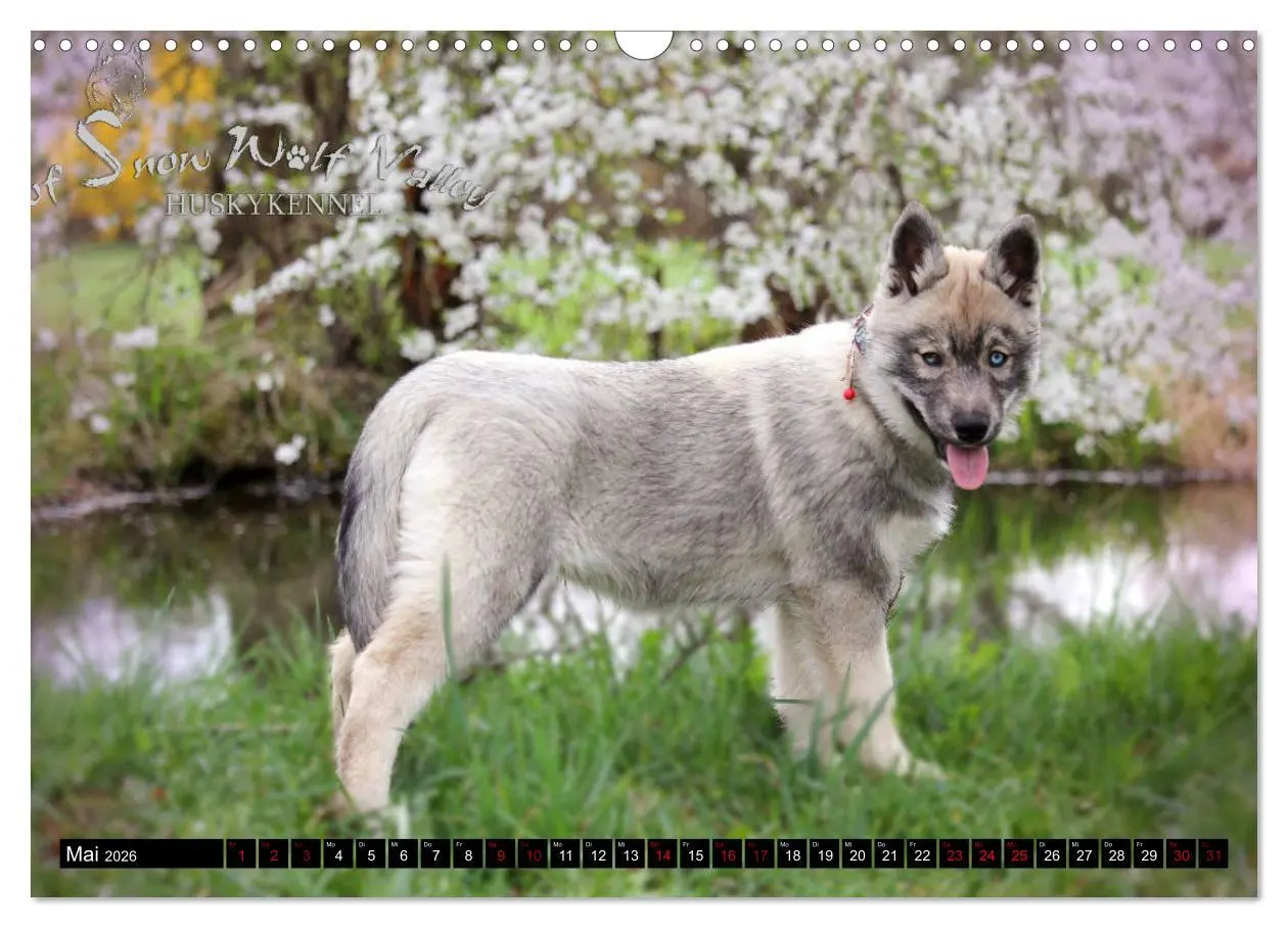 Bild: 9783457935866 | Faszination Husky (Wandkalender 2026 DIN A3 quer), CALVENDO...