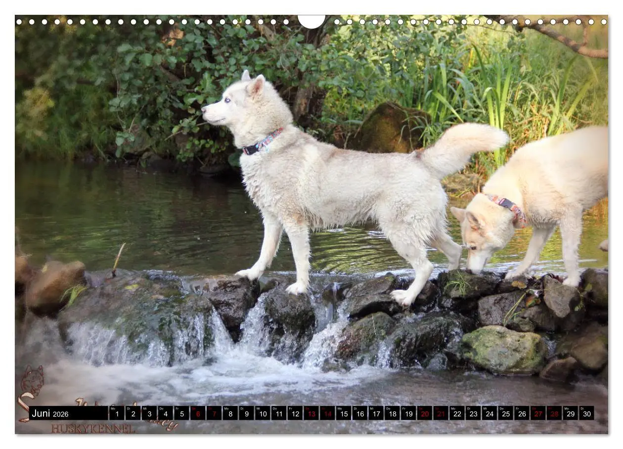 Bild: 9783457935866 | Faszination Husky (Wandkalender 2026 DIN A3 quer), CALVENDO...