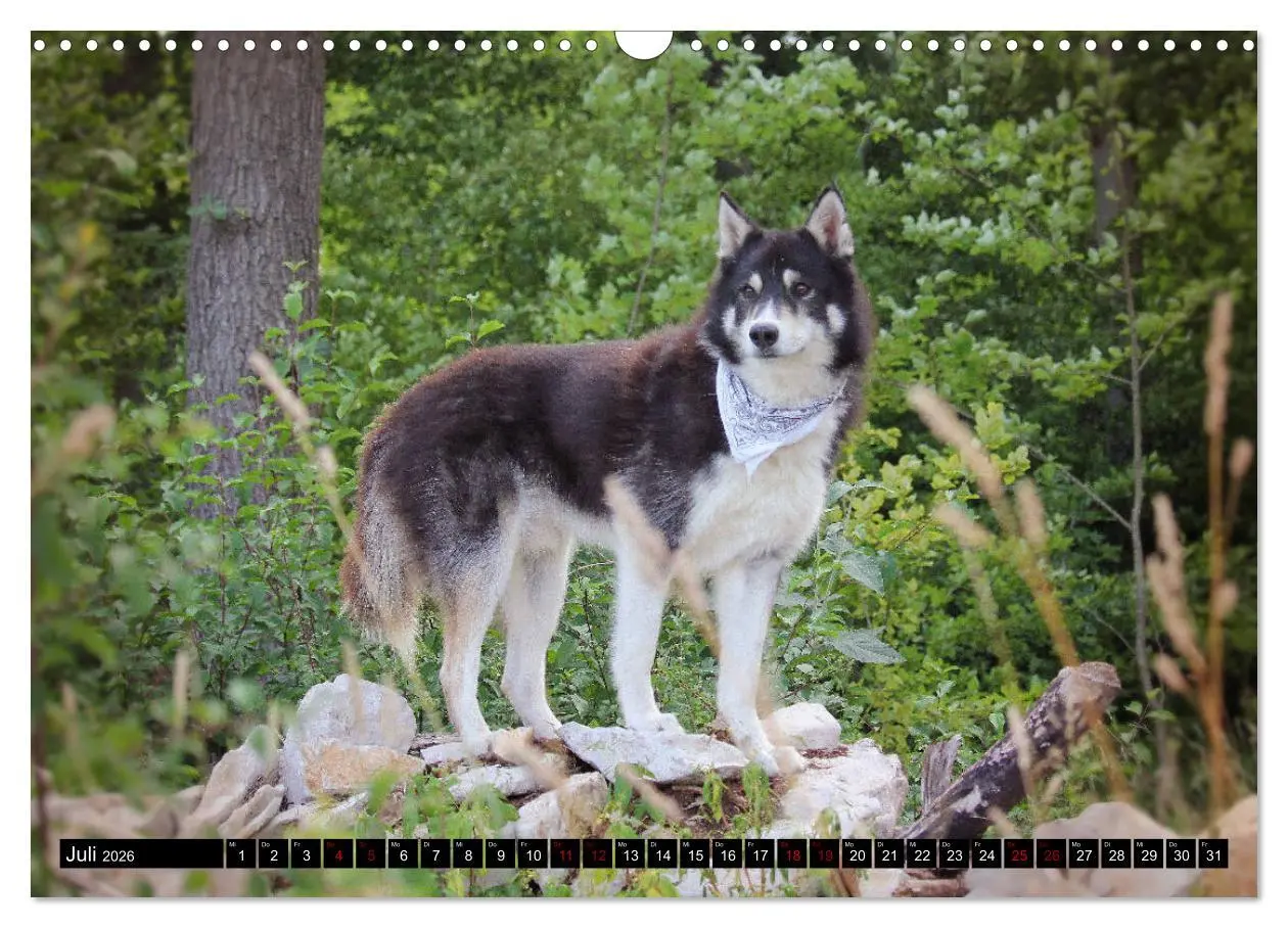 Bild: 9783457935866 | Faszination Husky (Wandkalender 2026 DIN A3 quer), CALVENDO...