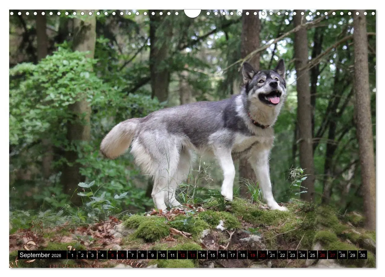 Bild: 9783457935866 | Faszination Husky (Wandkalender 2026 DIN A3 quer), CALVENDO...