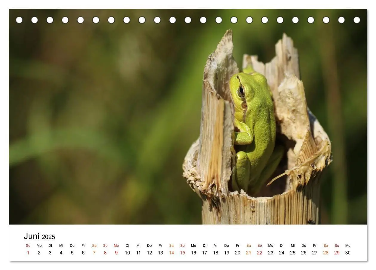 Bild: 9783435695966 | Besucher im Garten - Laubfrösche (Tischkalender 2025 DIN A5 quer),...