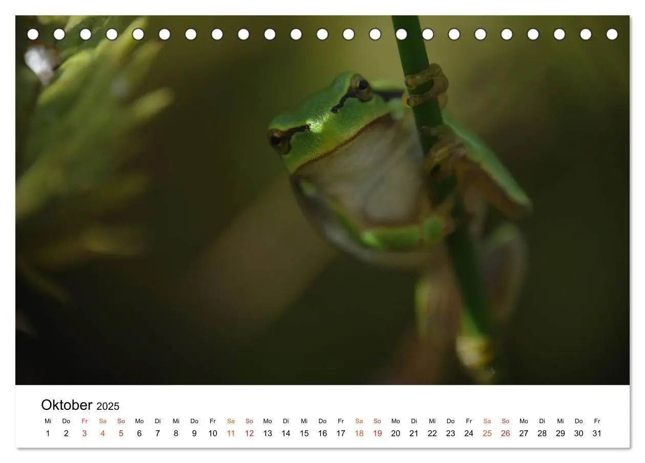 Bild: 9783435695966 | Besucher im Garten - Laubfrösche (Tischkalender 2025 DIN A5 quer),...