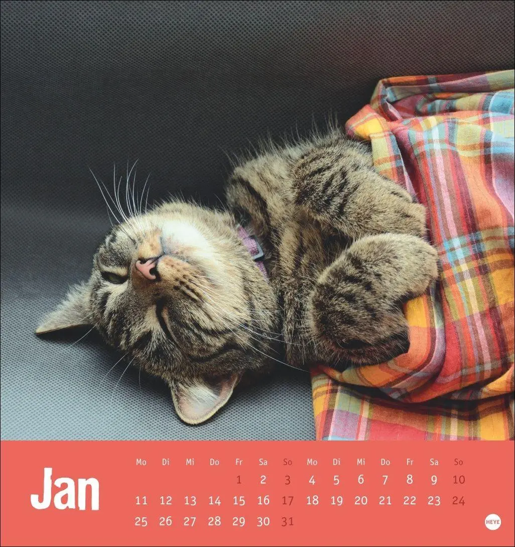 Bild: 9783756416066 | Tierisch entspannte Katzen Postkartenkalender 2027 | Heye | Kalender
