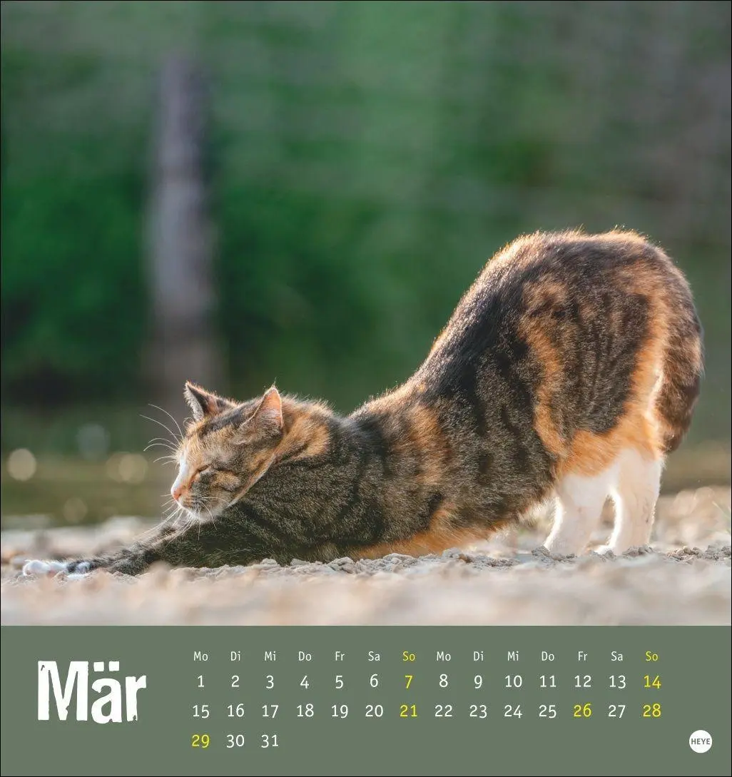 Bild: 9783756416066 | Tierisch entspannte Katzen Postkartenkalender 2027 | Heye | Kalender