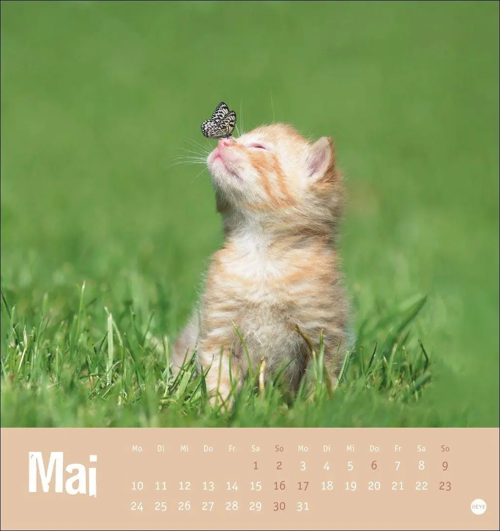 Bild: 9783756416066 | Tierisch entspannte Katzen Postkartenkalender 2027 | Heye | Kalender