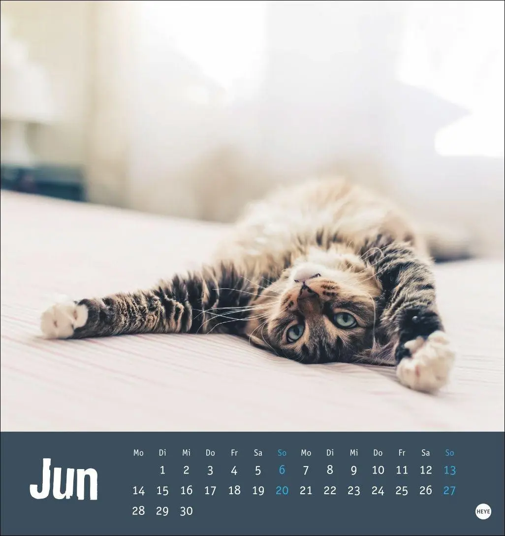 Bild: 9783756416066 | Tierisch entspannte Katzen Postkartenkalender 2027 | Heye | Kalender