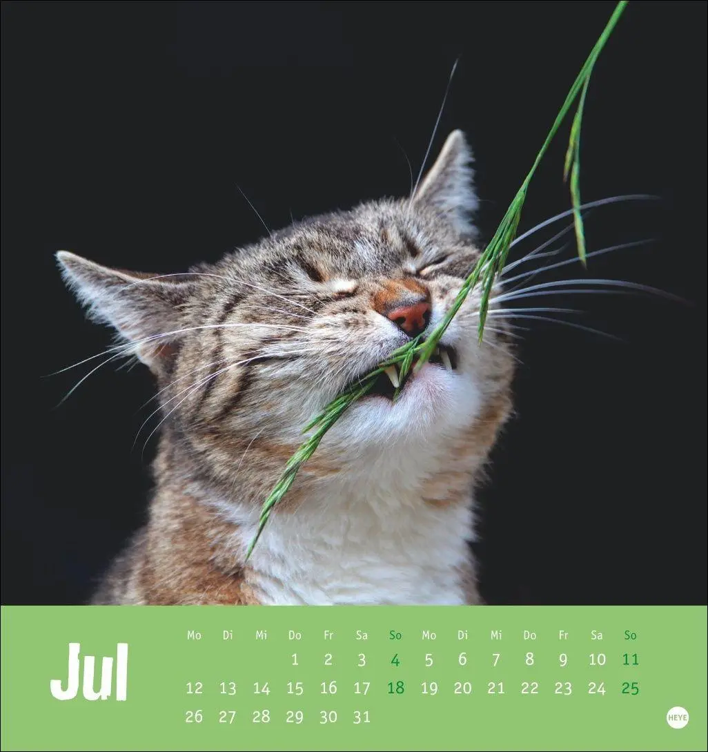 Bild: 9783756416066 | Tierisch entspannte Katzen Postkartenkalender 2027 | Heye | Kalender