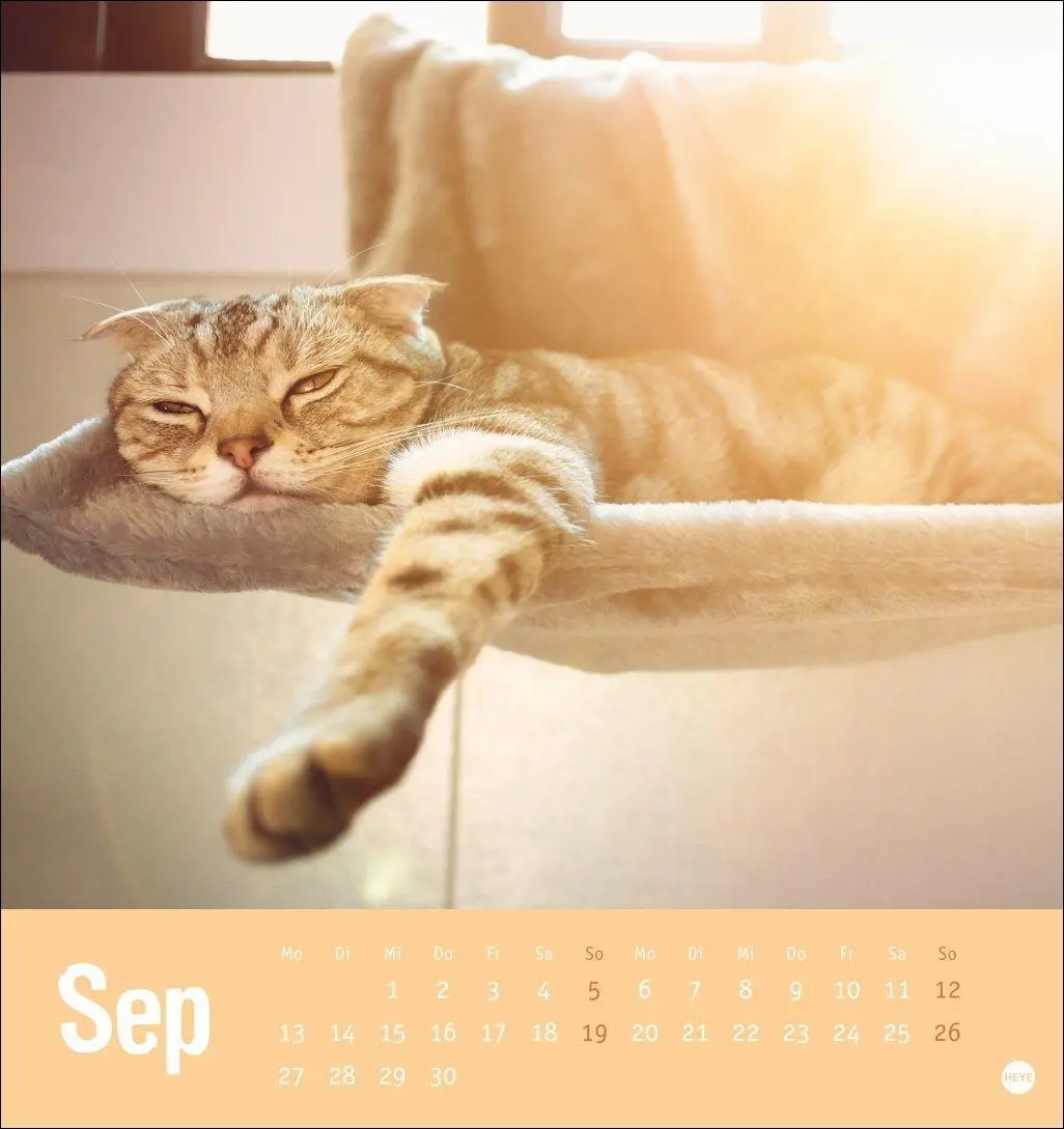 Bild: 9783756416066 | Tierisch entspannte Katzen Postkartenkalender 2027 | Heye | Kalender