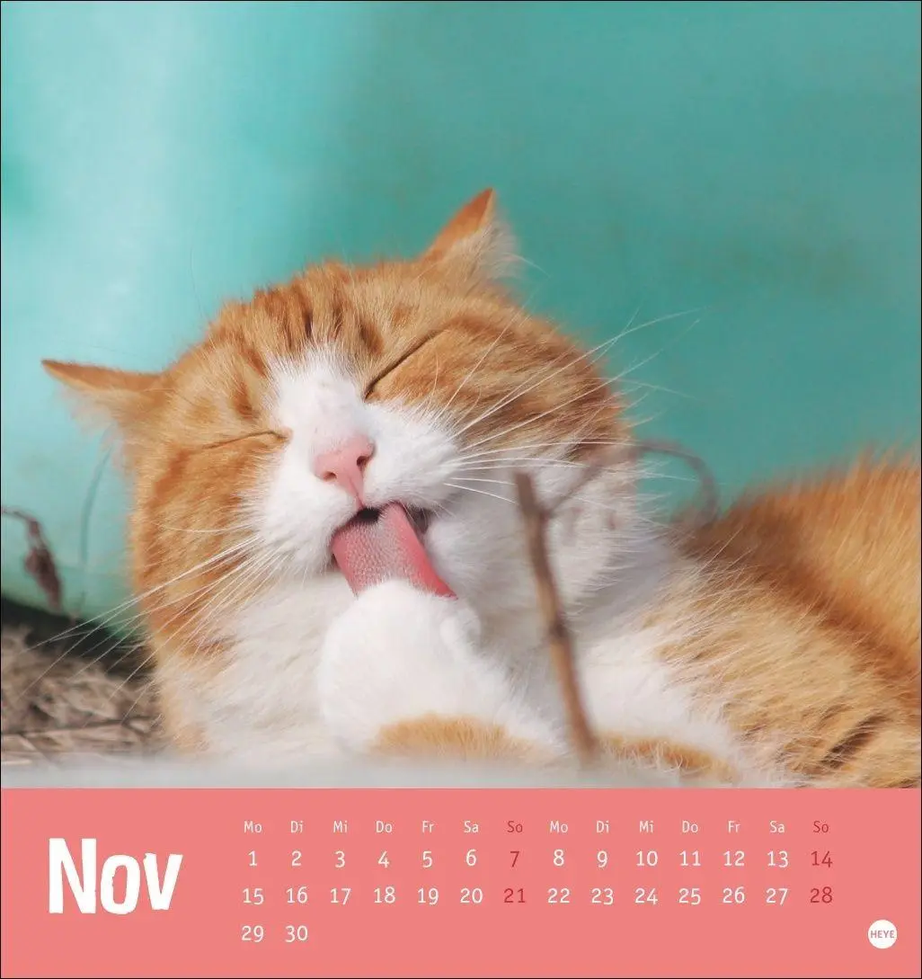 Bild: 9783756416066 | Tierisch entspannte Katzen Postkartenkalender 2027 | Heye | Kalender