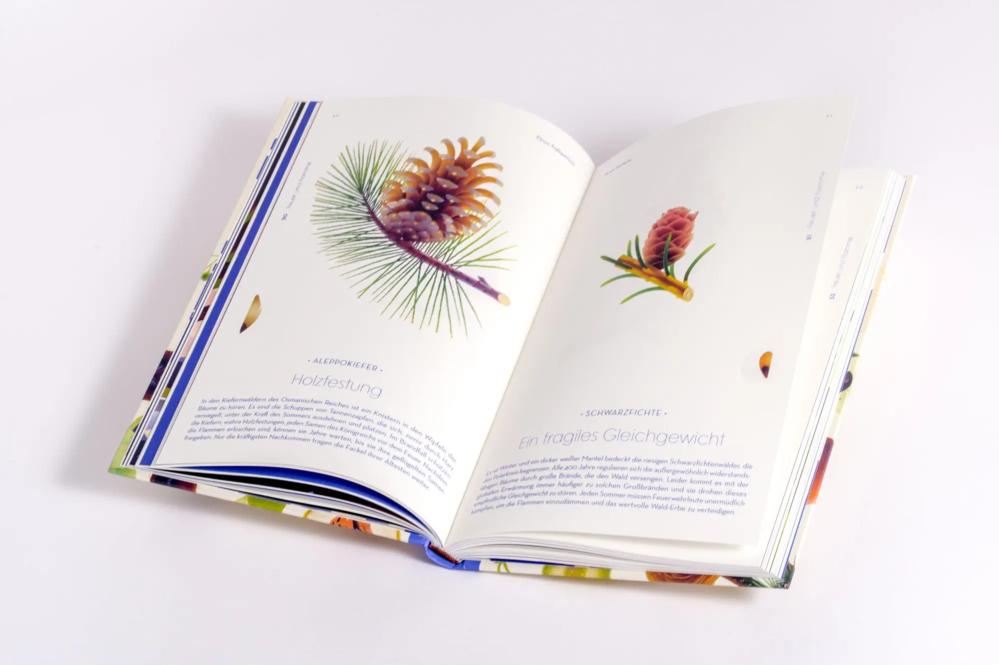 Bild: 9783791376066 | Samen | Die faszinierende Reise der Pflanzensamen | Cruschiform | Buch