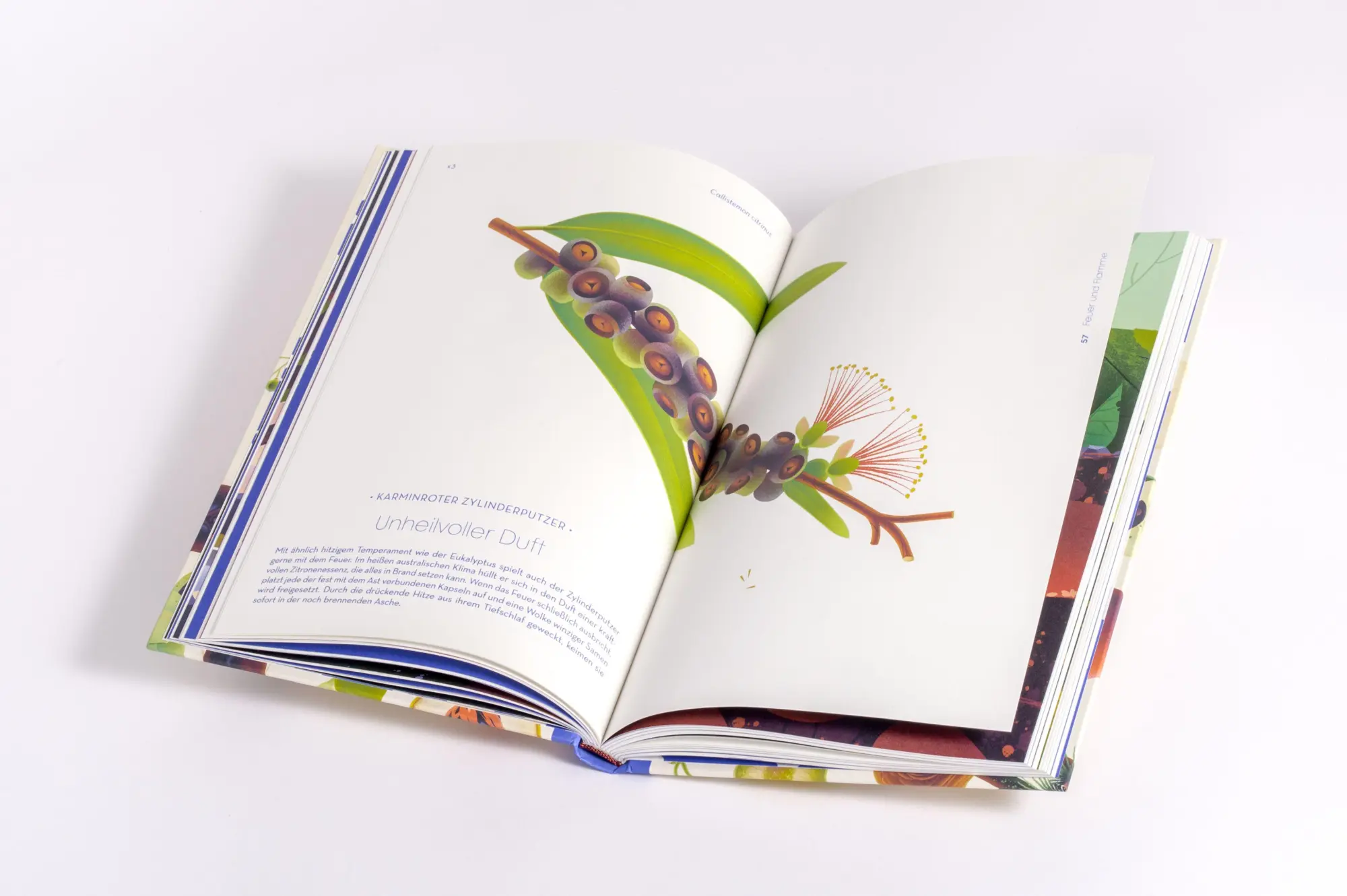 Bild: 9783791376066 | Samen | Die faszinierende Reise der Pflanzensamen | Cruschiform | Buch