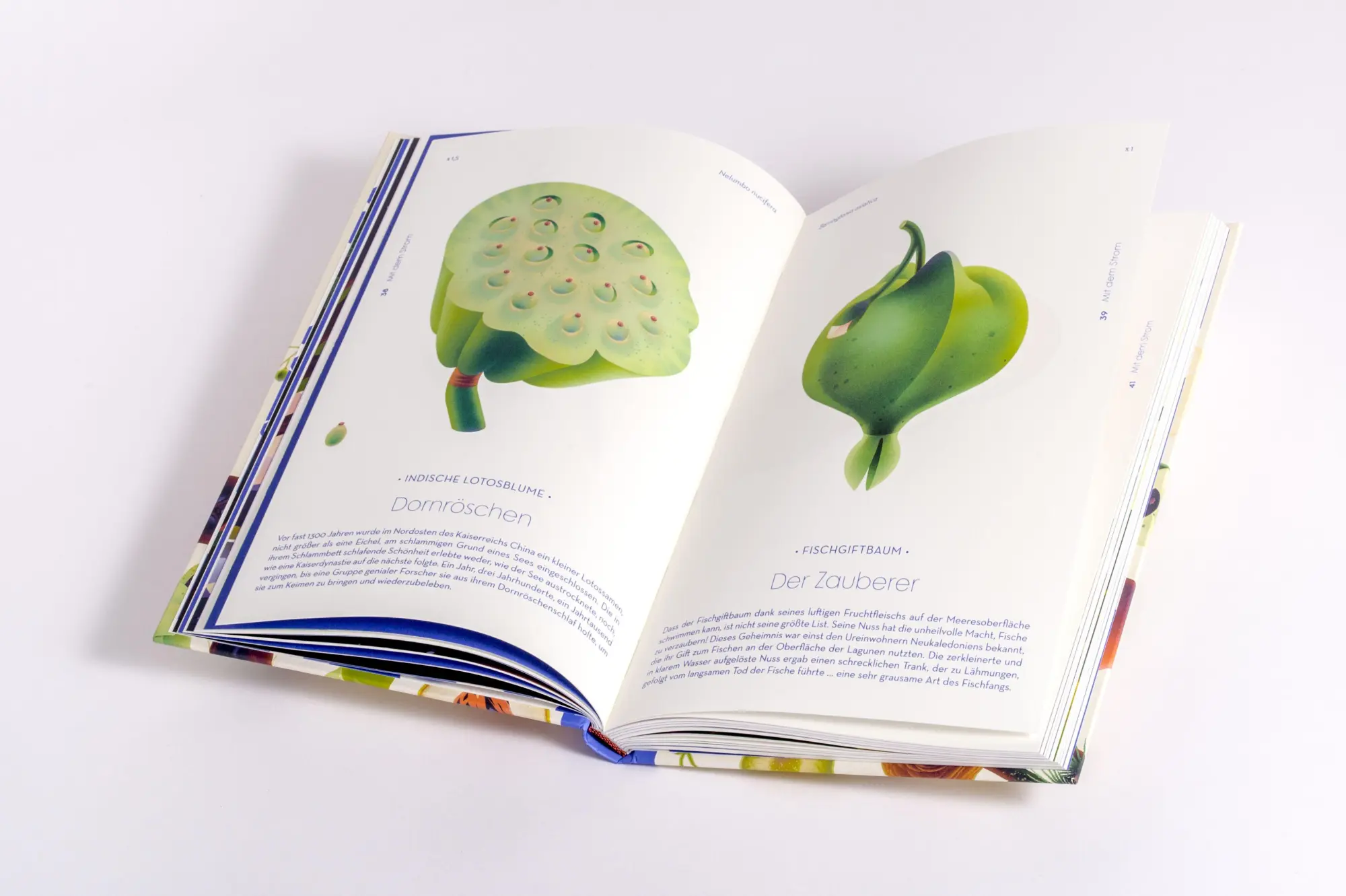 Bild: 9783791376066 | Samen | Die faszinierende Reise der Pflanzensamen | Cruschiform | Buch