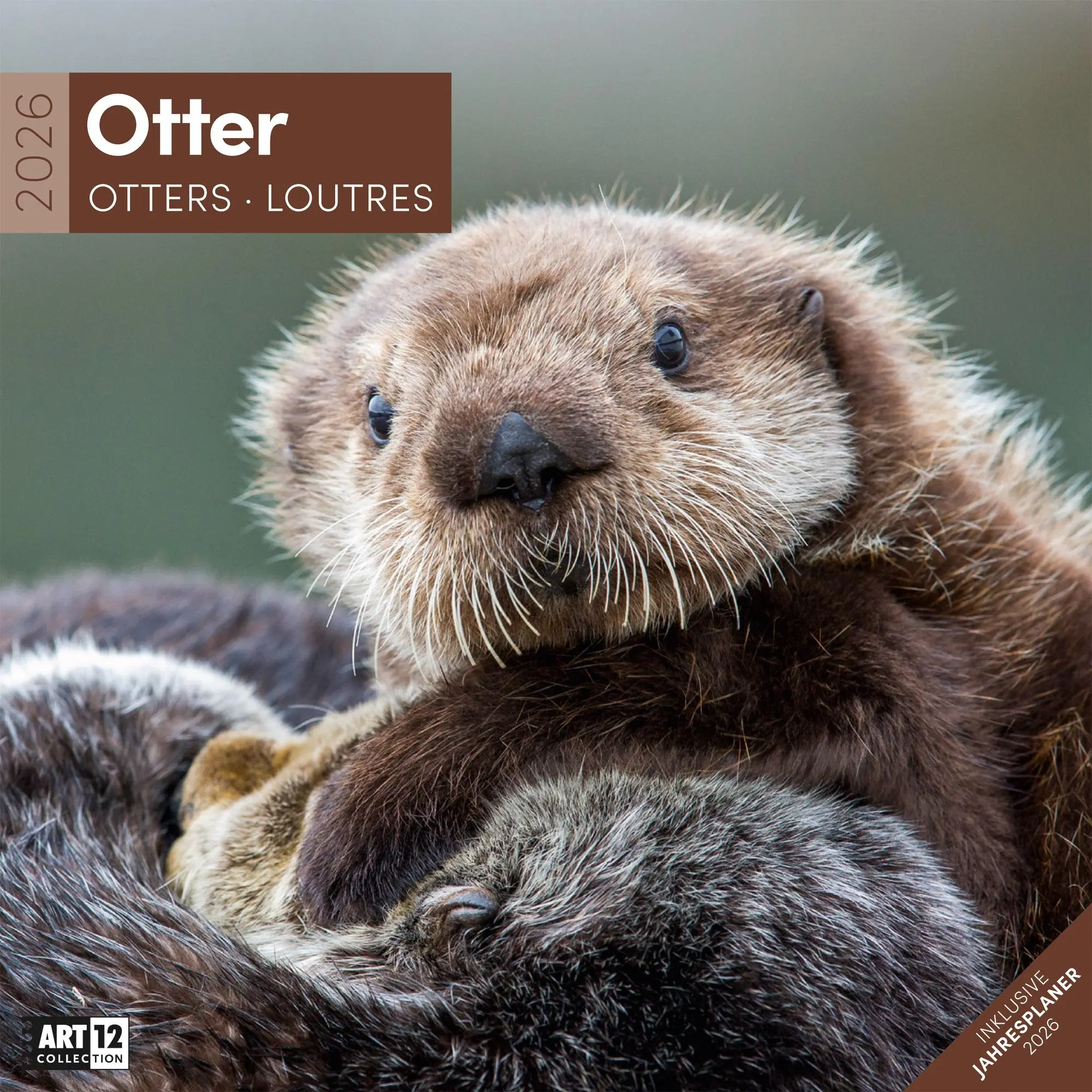 Cover: 9783838446066 | Otter Kalender 2026 - 30x30 | Ackermann Kunstverlag GmbH | Kalender