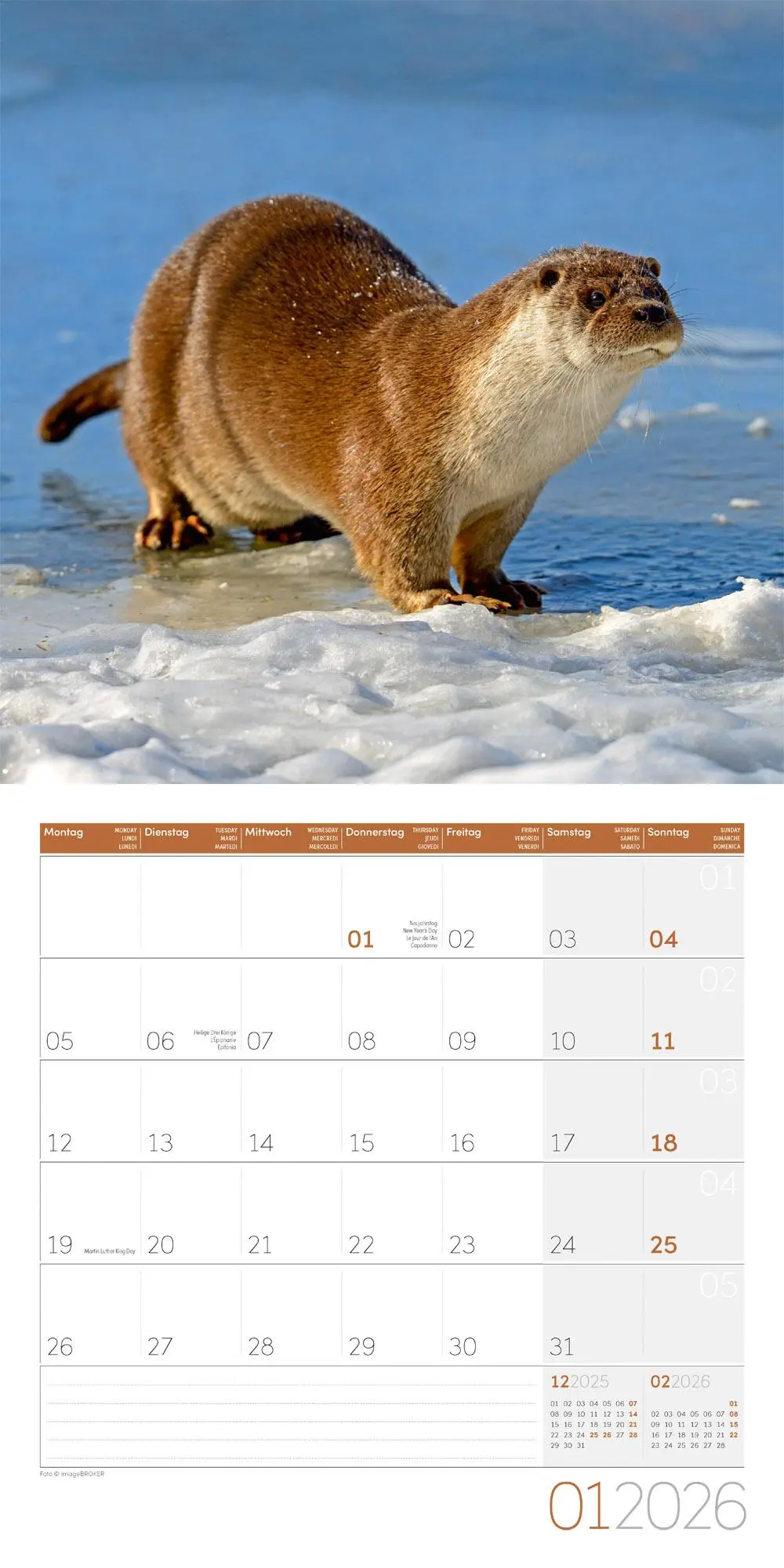 Bild: 9783838446066 | Otter Broschürenkalender 2026 - 30x30 - Art12 | GmbH | Kalender | 2026