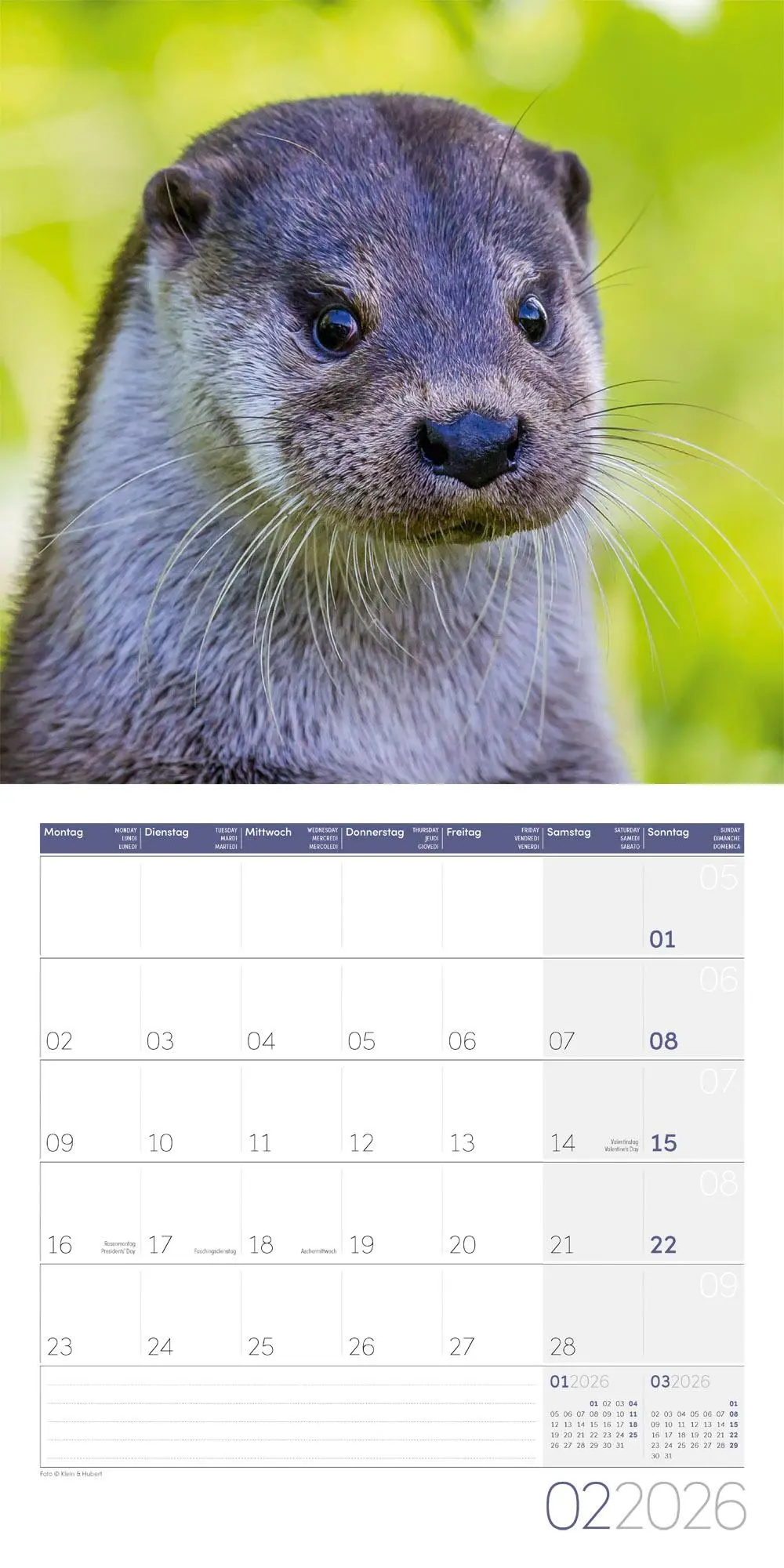 Bild: 9783838446066 | Otter Broschürenkalender 2026 - 30x30 - Art12 | GmbH | Kalender | 2026