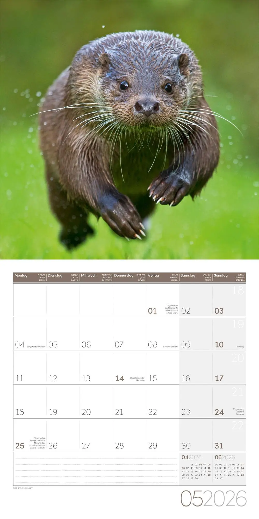 Bild: 9783838446066 | Otter Broschürenkalender 2026 - 30x30 - Art12 | GmbH | Kalender | 2026