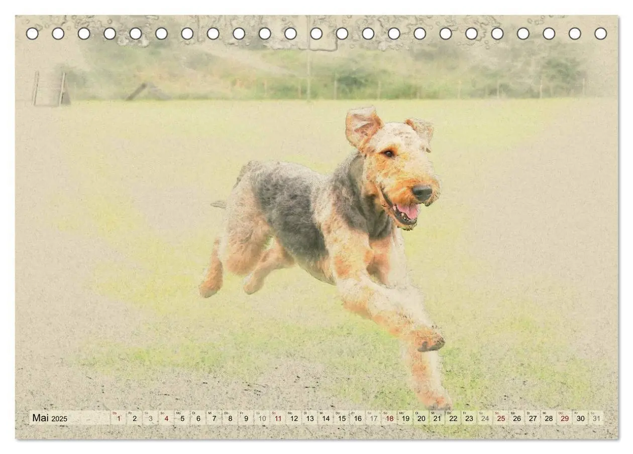 Bild: 9783435626366 | Airedale Terrier 2025 (Tischkalender 2025 DIN A5 quer), CALVENDO...