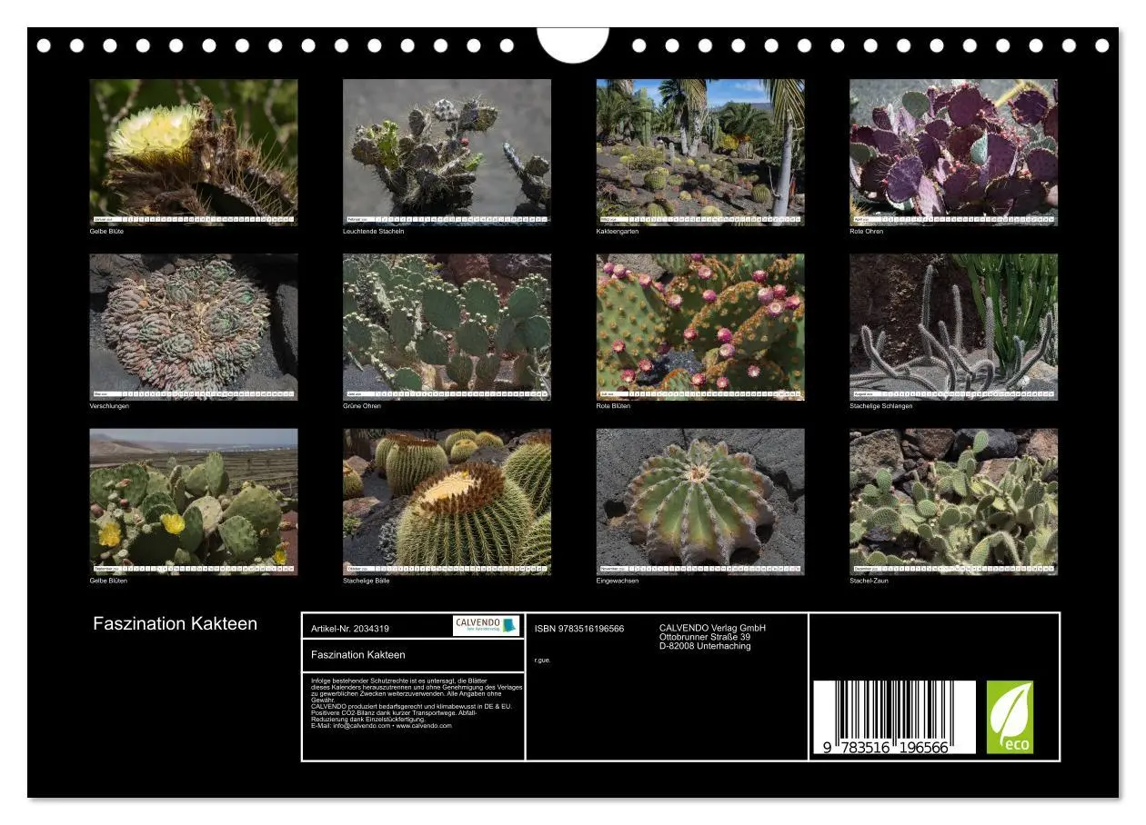 Bild: 9783516196566 | Faszination Kakteen (Wandkalender 2026 DIN A4 quer), CALVENDO...
