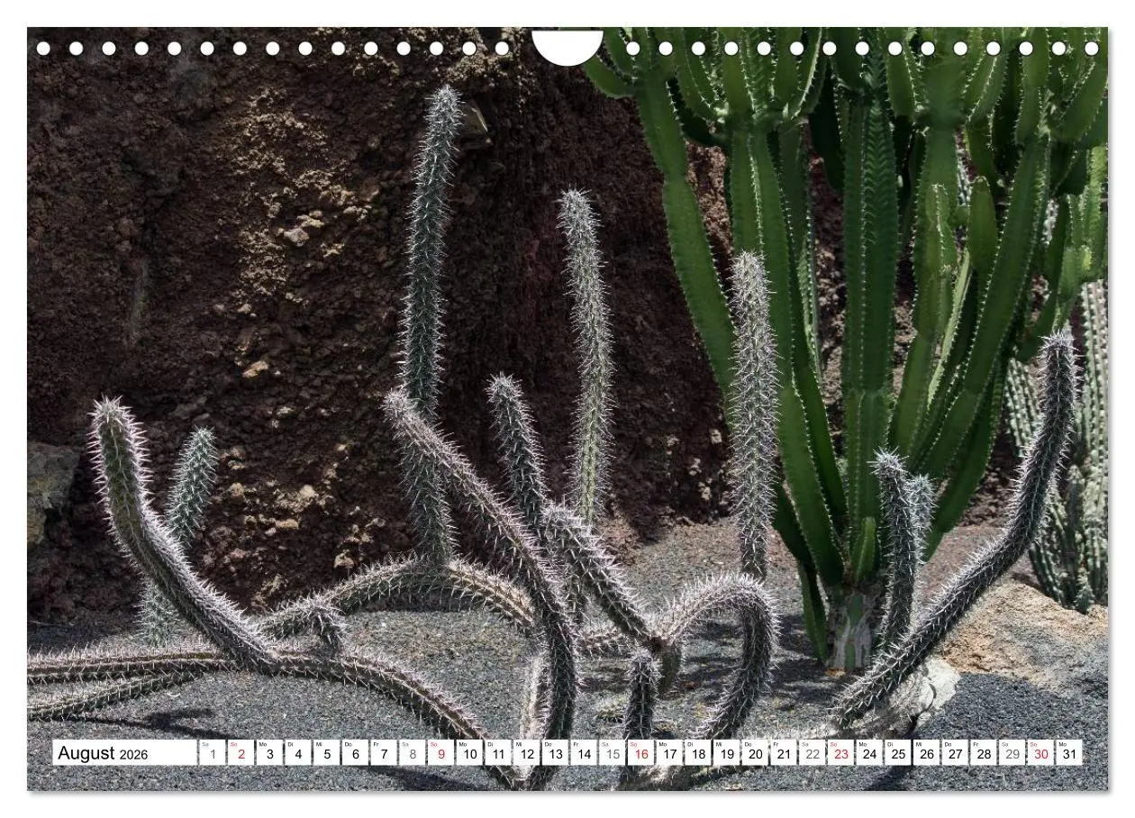 Bild: 9783516196566 | Faszination Kakteen (Wandkalender 2026 DIN A4 quer), CALVENDO...