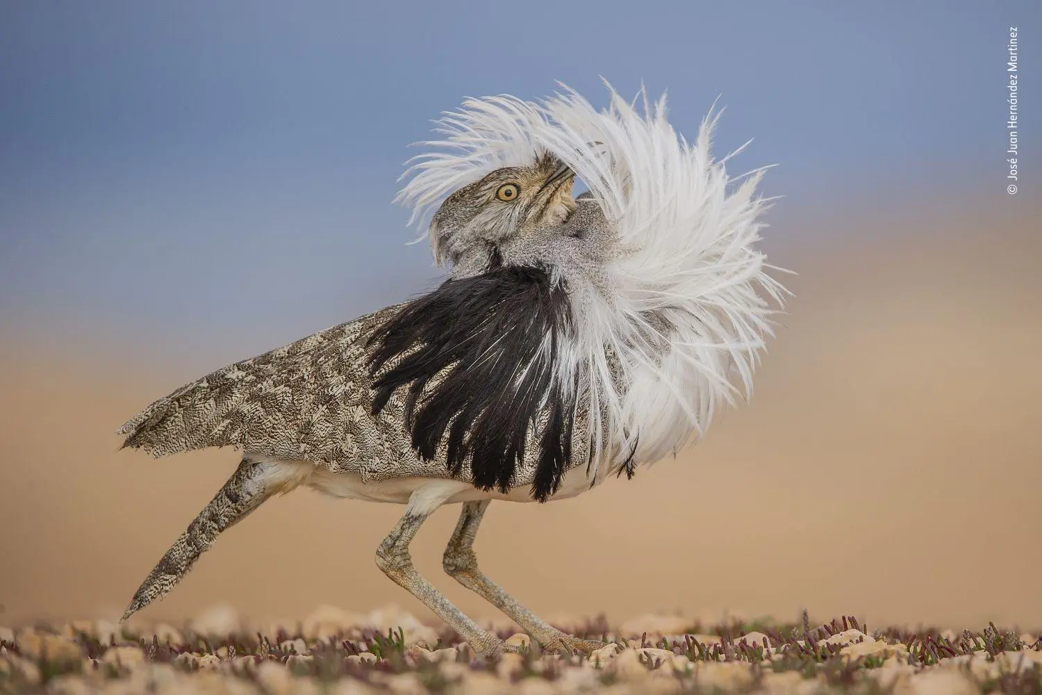 Bild: 9783957286666 | Wildlife Fotografien des Jahres - Portfolio 32 | Museum | Buch | 2022