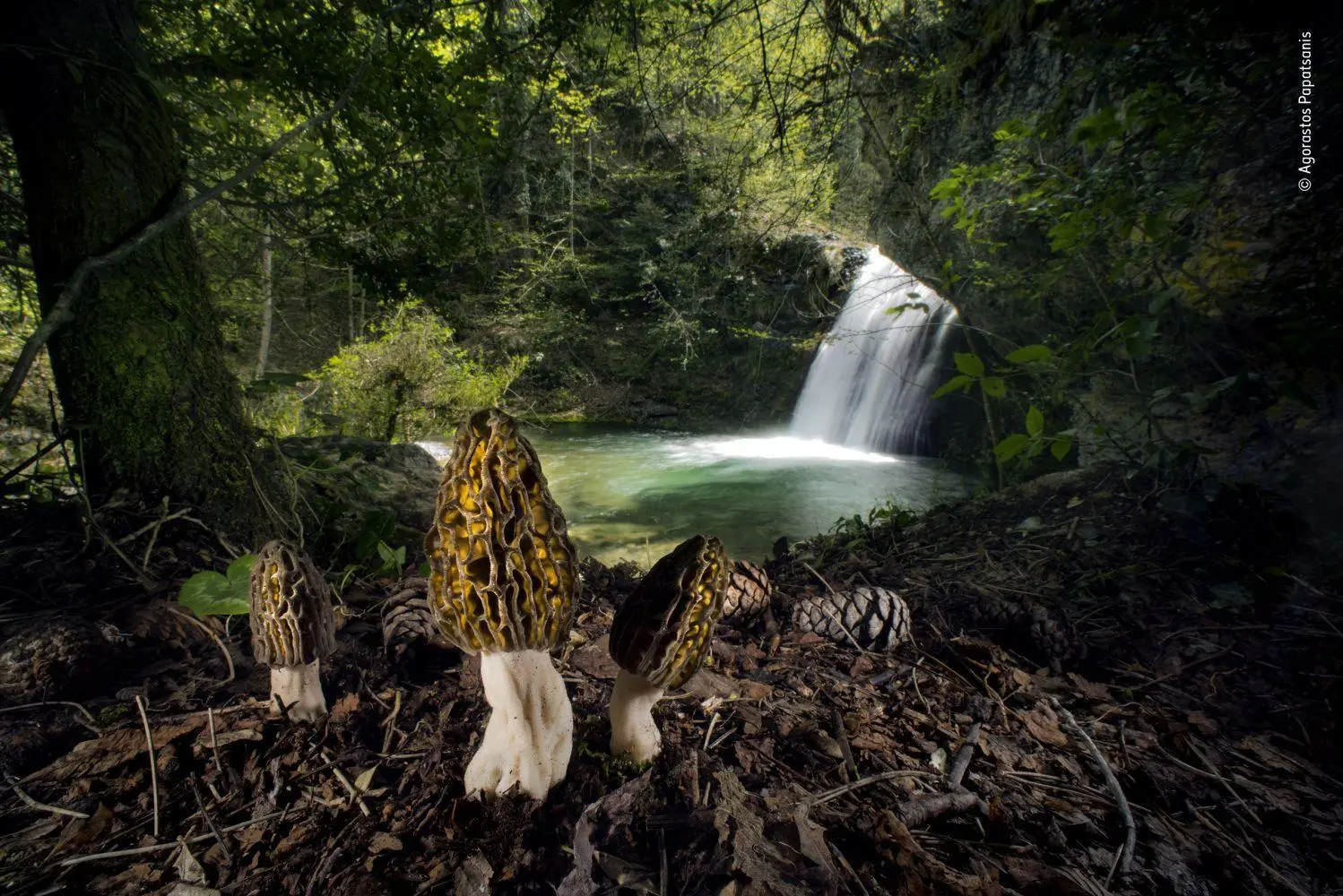 Bild: 9783957286666 | Wildlife Fotografien des Jahres - Portfolio 32 | Museum | Buch | 2022