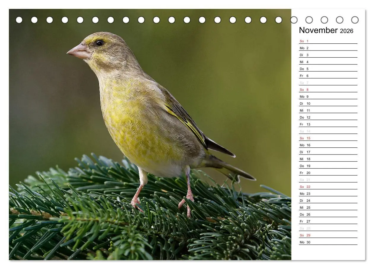 Bild: 9783516006766 | Unsere heimischen Gartenvögel (Tischkalender 2026 DIN A5 quer),...
