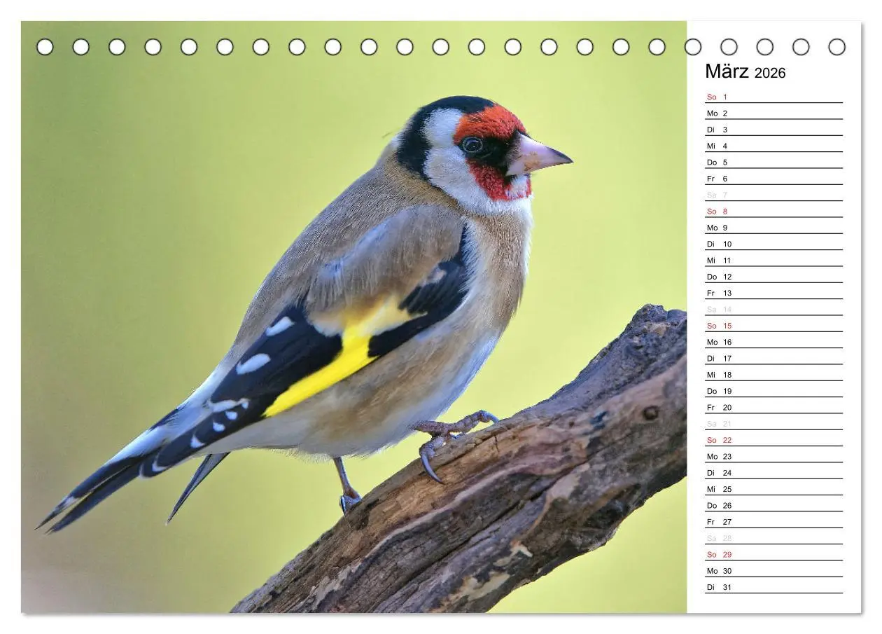 Bild: 9783516006766 | Unsere heimischen Gartenvögel (Tischkalender 2026 DIN A5 quer),...