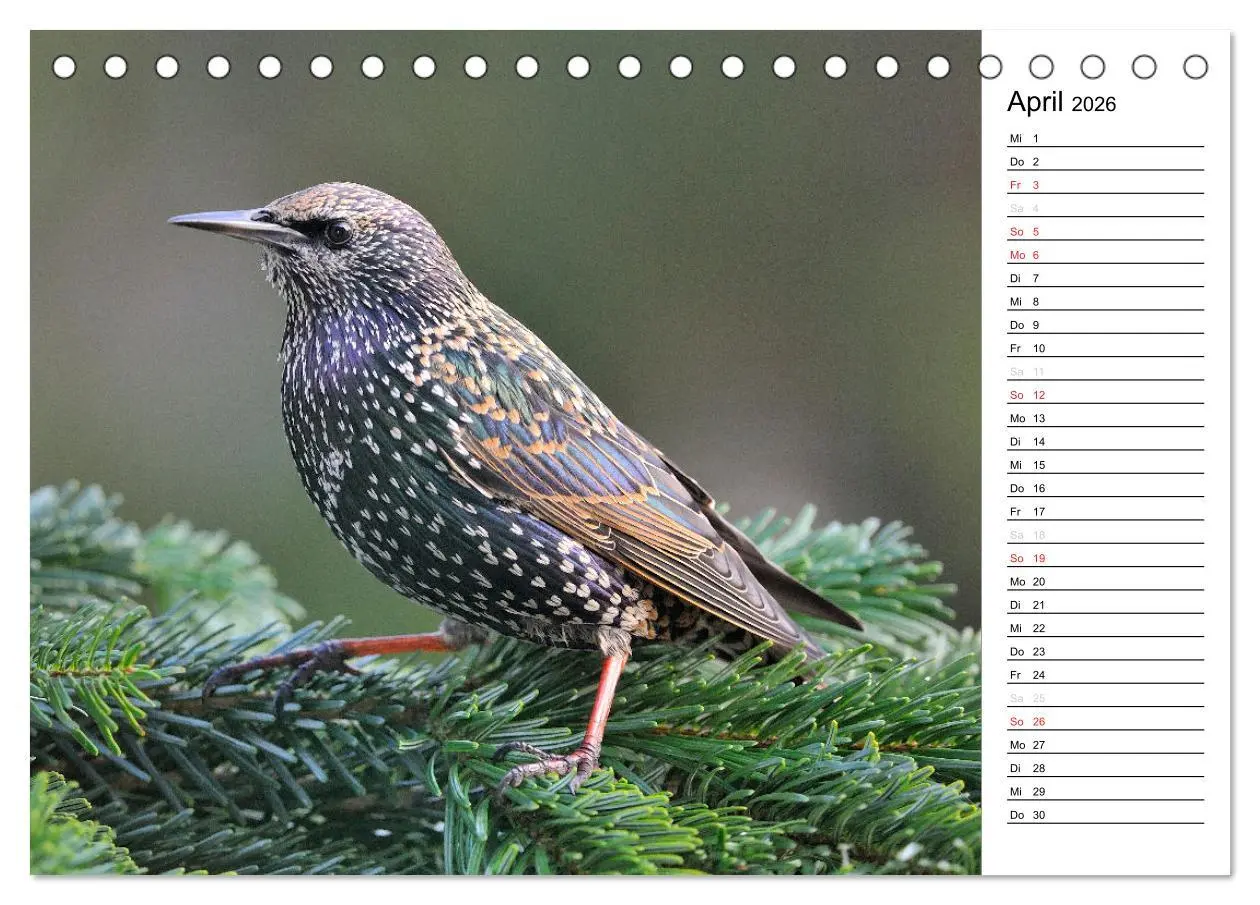 Bild: 9783516006766 | Unsere heimischen Gartenvögel (Tischkalender 2026 DIN A5 quer),...