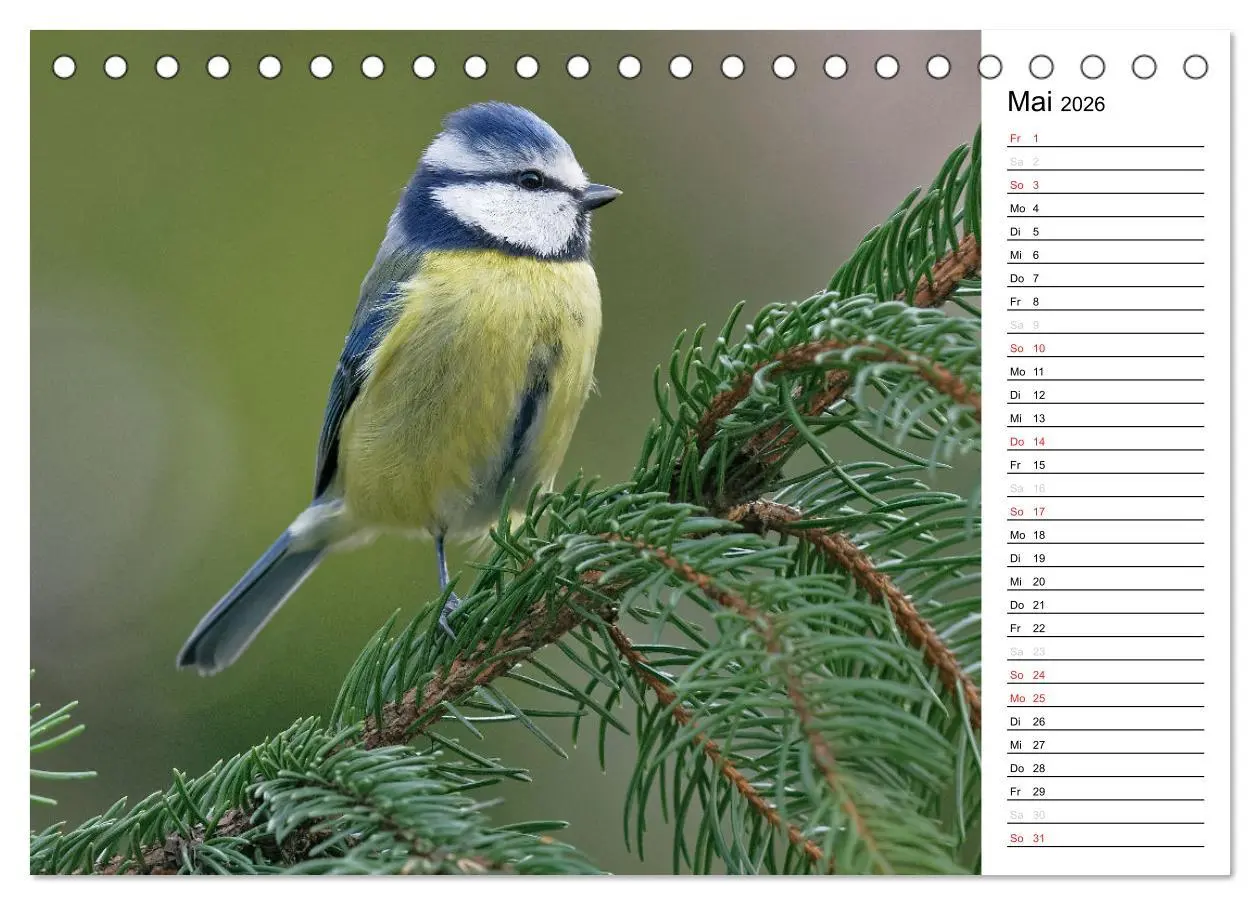 Bild: 9783516006766 | Unsere heimischen Gartenvögel (Tischkalender 2026 DIN A5 quer),...