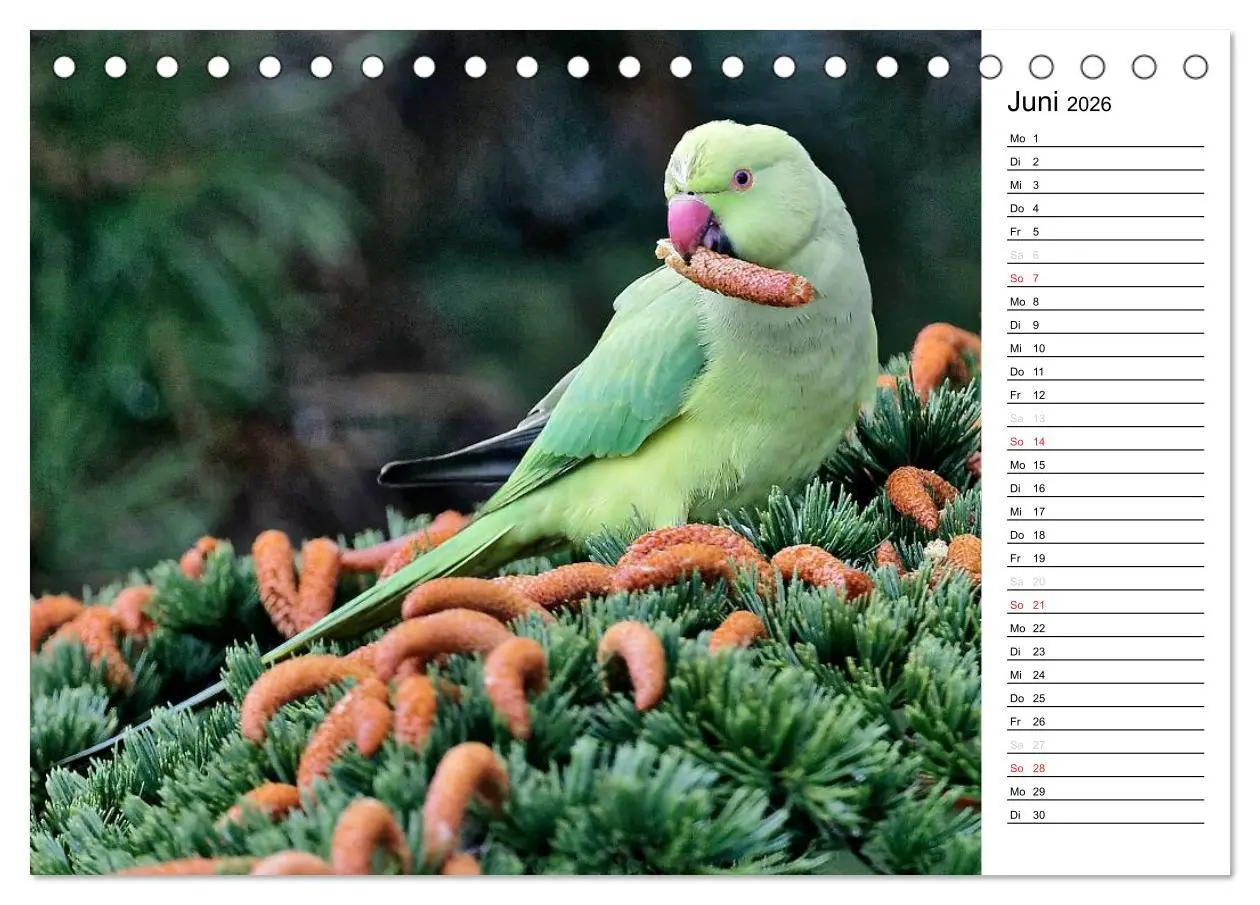 Bild: 9783516006766 | Unsere heimischen Gartenvögel (Tischkalender 2026 DIN A5 quer),...