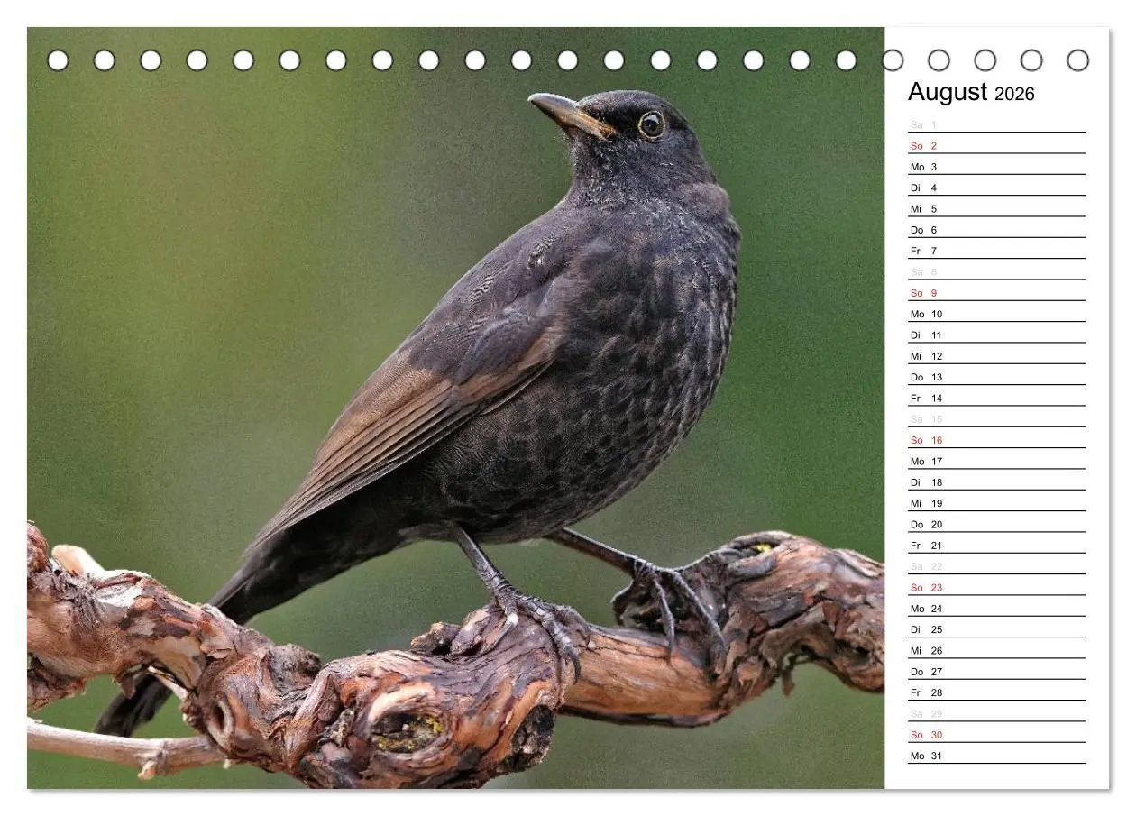 Bild: 9783516006766 | Unsere heimischen Gartenvögel (Tischkalender 2026 DIN A5 quer),...