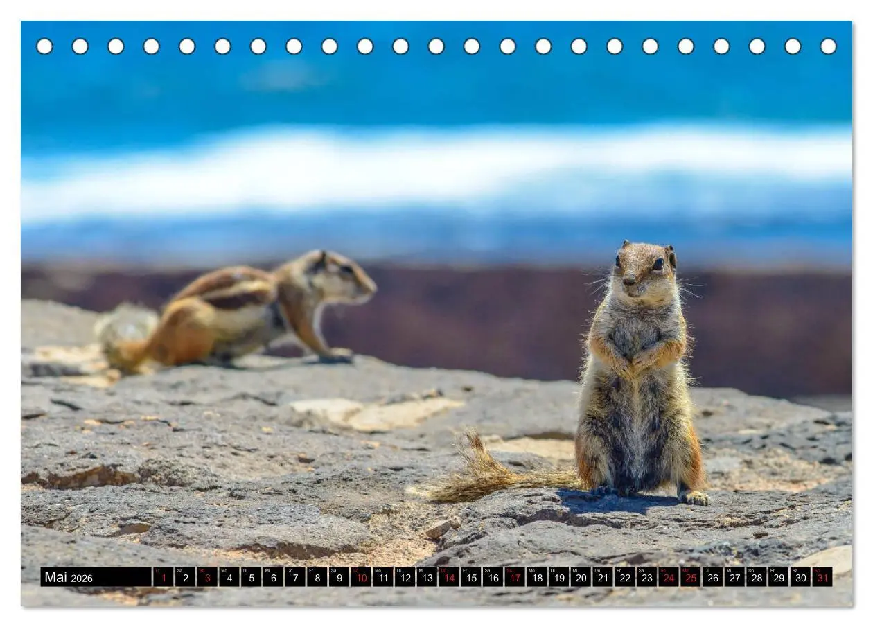 Bild: 9783516236866 | Fuerteventura - Hart am Wind (Tischkalender 2026 DIN A5 quer),...
