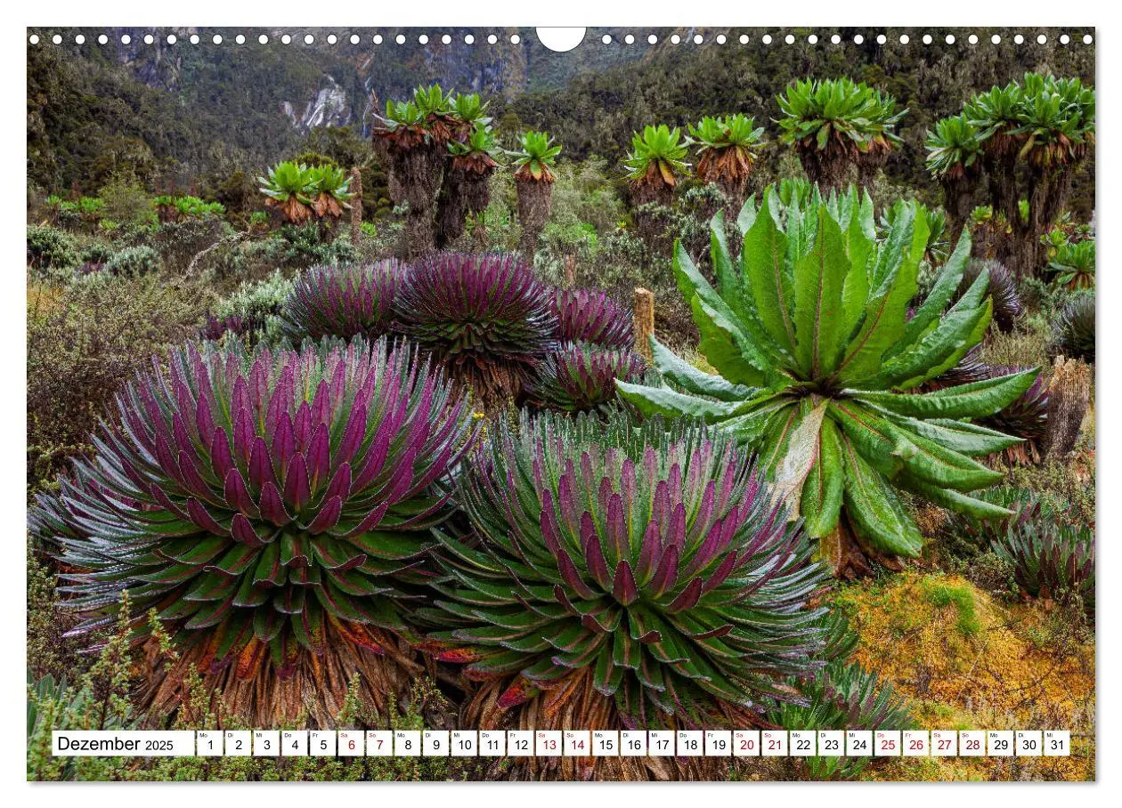 Bild: 9783435116966 | Ruwenzori - Afrikas mystisches Hochgebirge (Wandkalender 2025 DIN...
