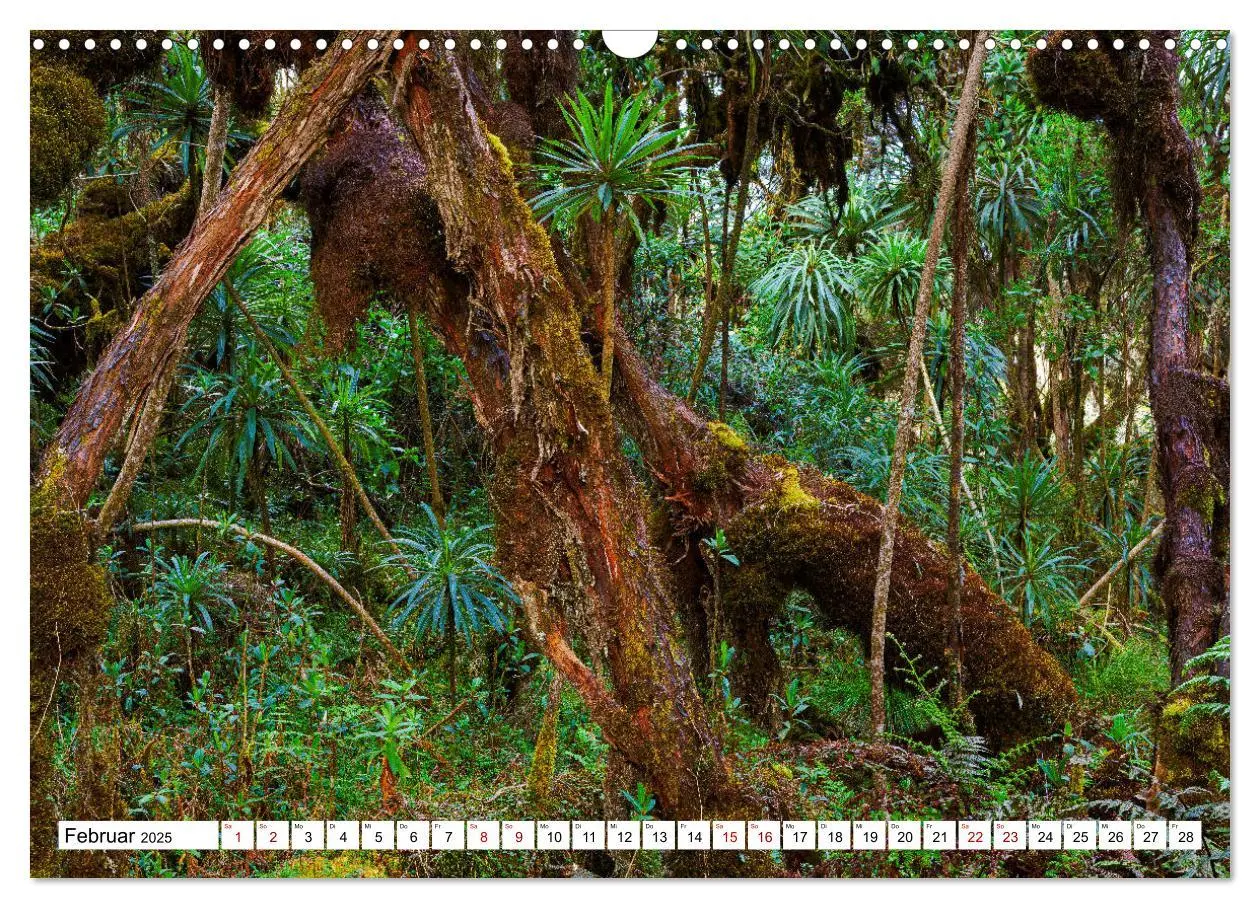 Bild: 9783435116966 | Ruwenzori - Afrikas mystisches Hochgebirge (Wandkalender 2025 DIN...