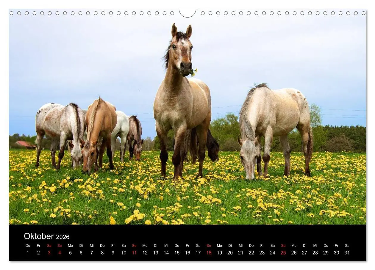 Bild: 9783516226966 | Wilde Pferde (Wandkalender 2026 DIN A3 quer), CALVENDO Monatskalender