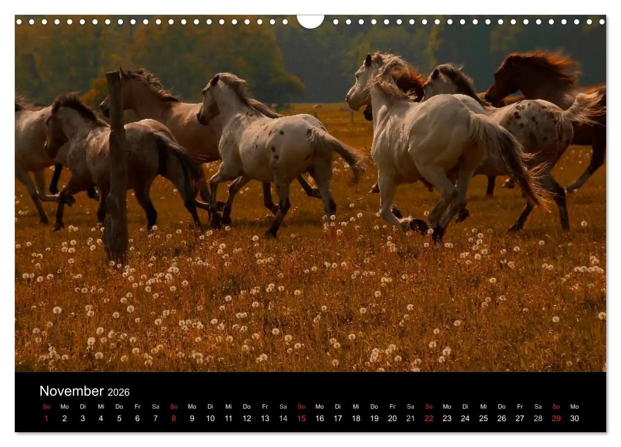 Bild: 9783516226966 | Wilde Pferde (Wandkalender 2026 DIN A3 quer), CALVENDO Monatskalender