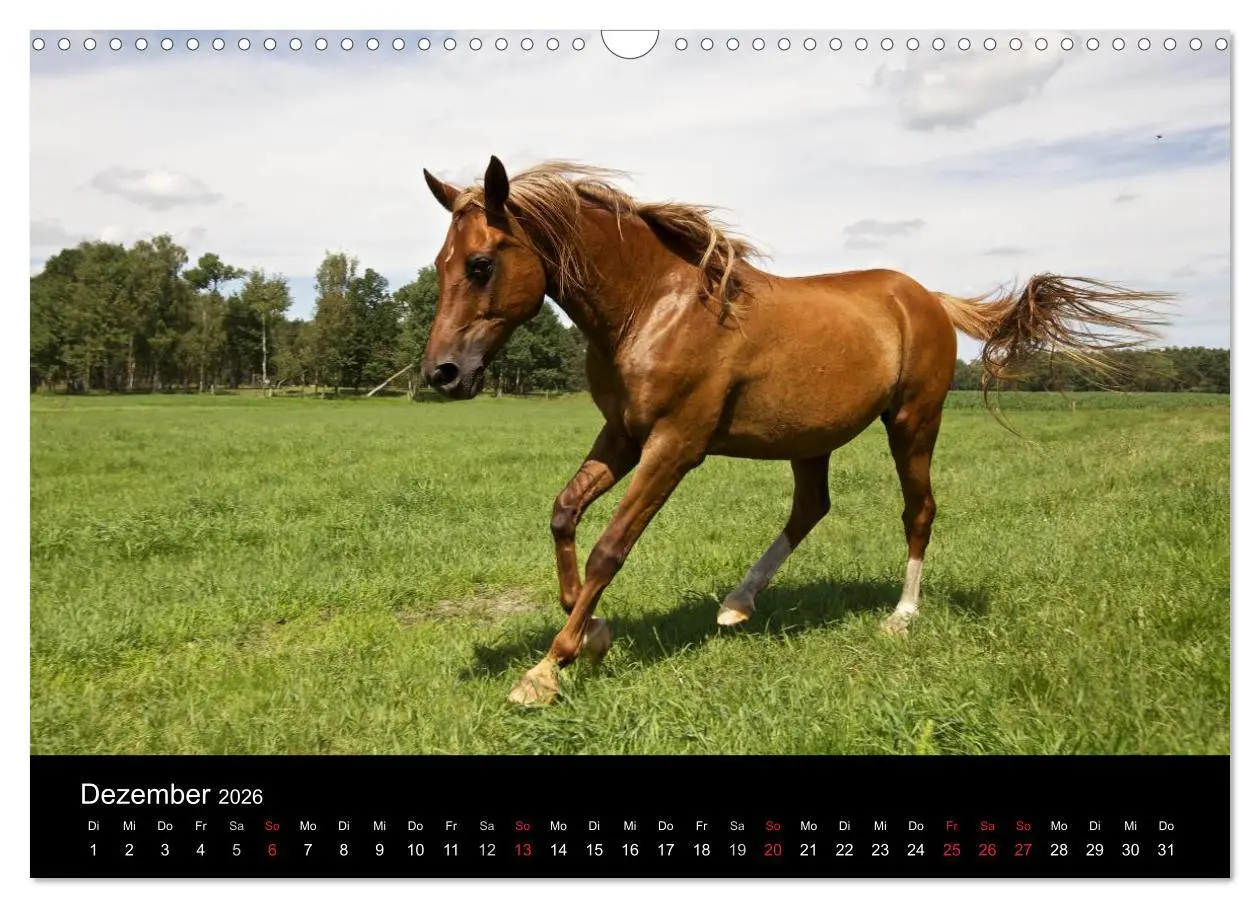 Bild: 9783516226966 | Wilde Pferde (Wandkalender 2026 DIN A3 quer), CALVENDO Monatskalender