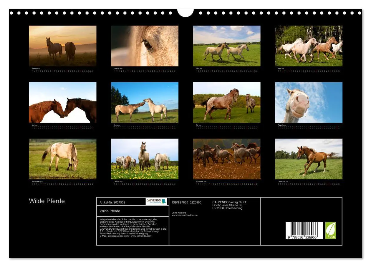 Bild: 9783516226966 | Wilde Pferde (Wandkalender 2026 DIN A3 quer), CALVENDO Monatskalender