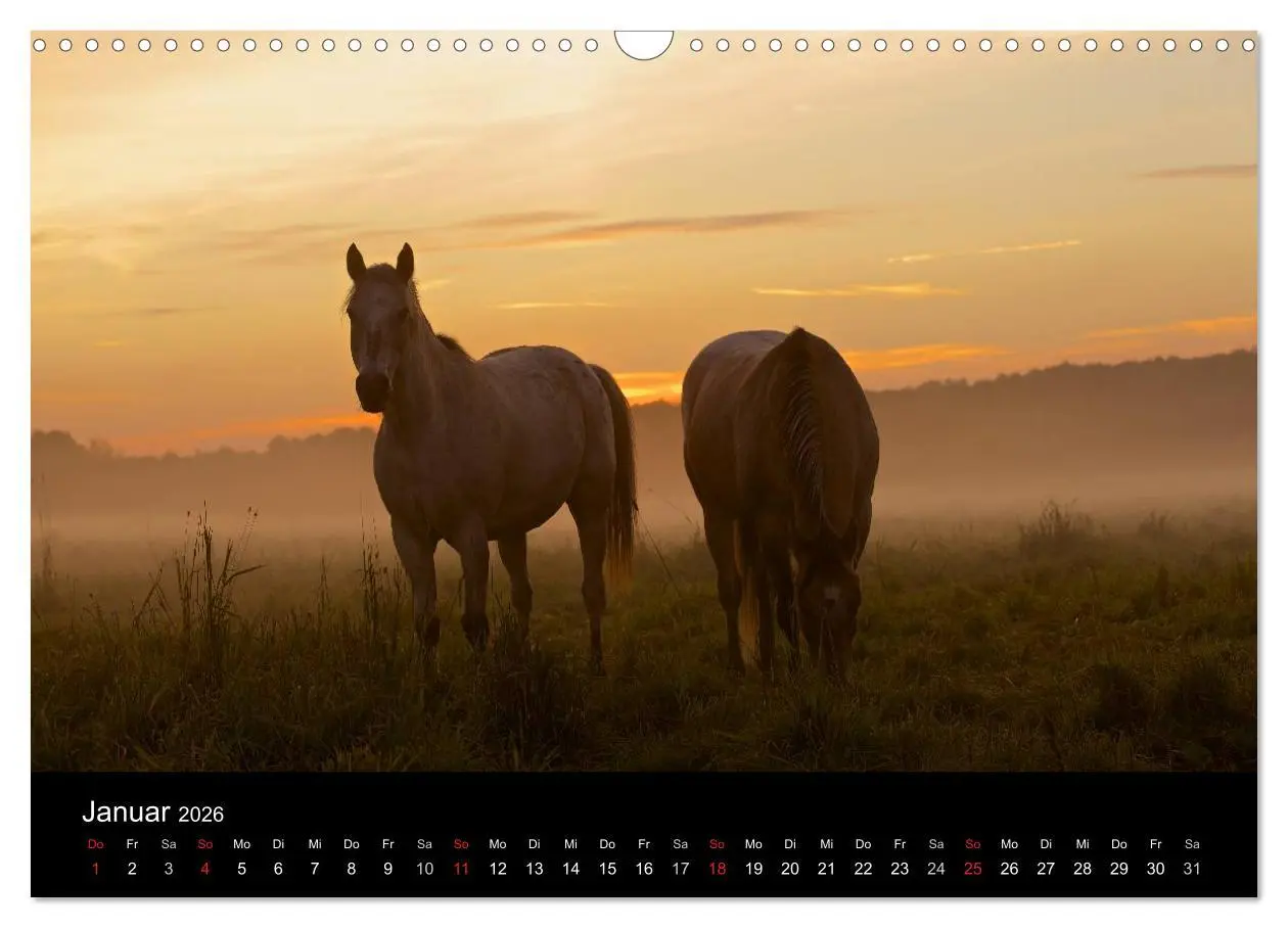 Bild: 9783516226966 | Wilde Pferde (Wandkalender 2026 DIN A3 quer), CALVENDO Monatskalender