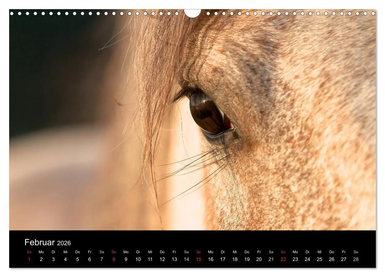 Bild: 9783516226966 | Wilde Pferde (Wandkalender 2026 DIN A3 quer), CALVENDO Monatskalender