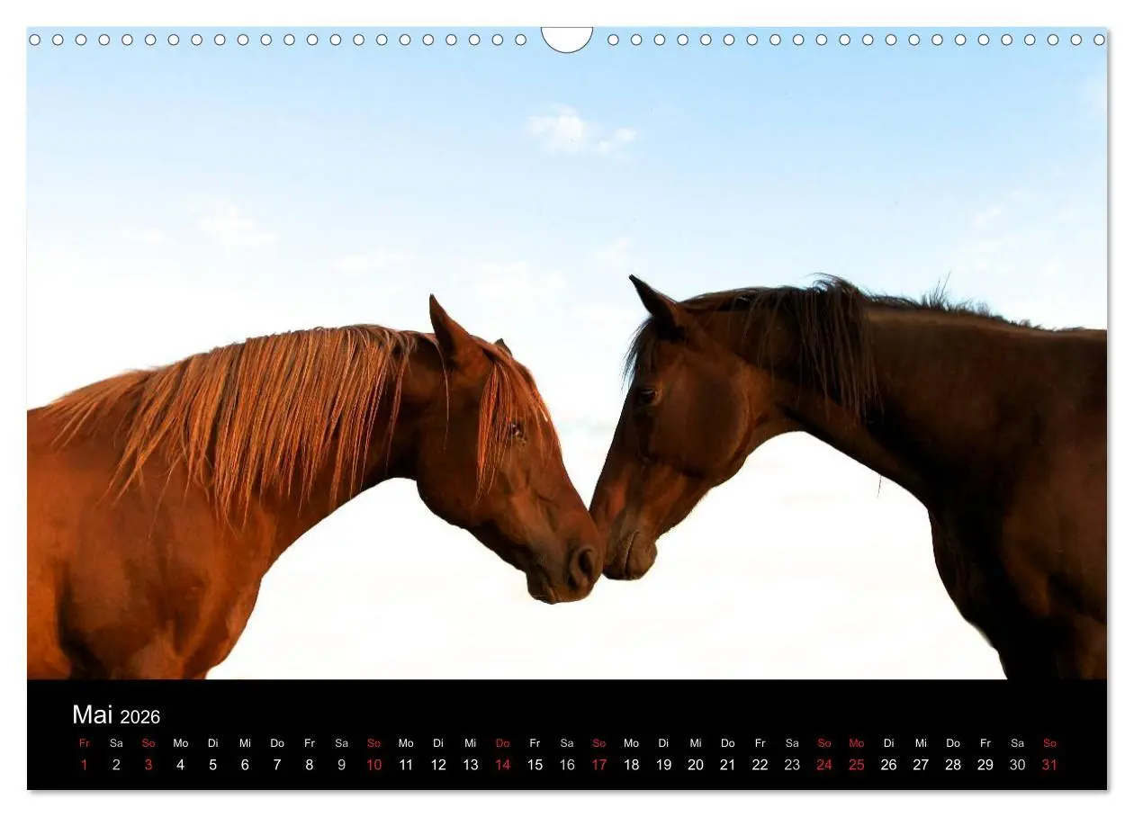 Bild: 9783516226966 | Wilde Pferde (Wandkalender 2026 DIN A3 quer), CALVENDO Monatskalender