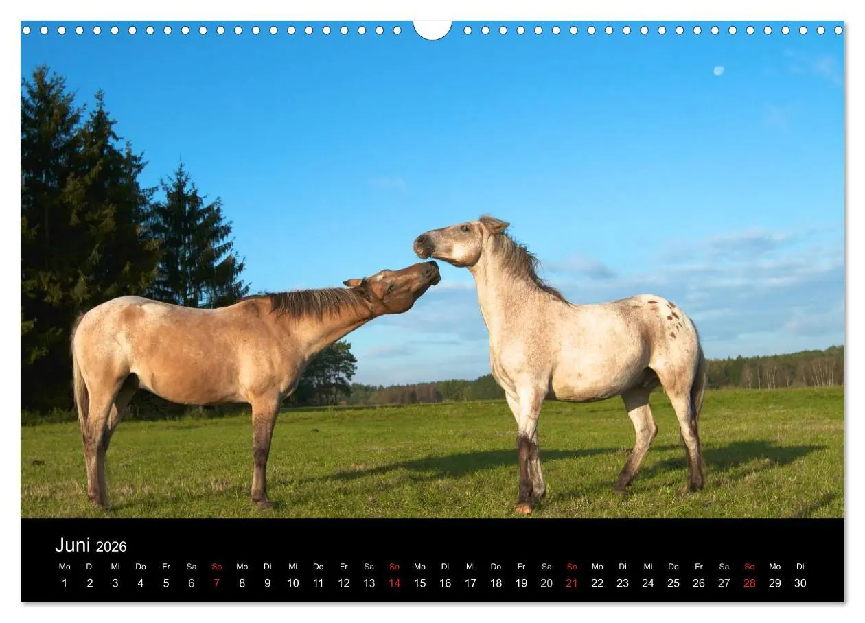 Bild: 9783516226966 | Wilde Pferde (Wandkalender 2026 DIN A3 quer), CALVENDO Monatskalender