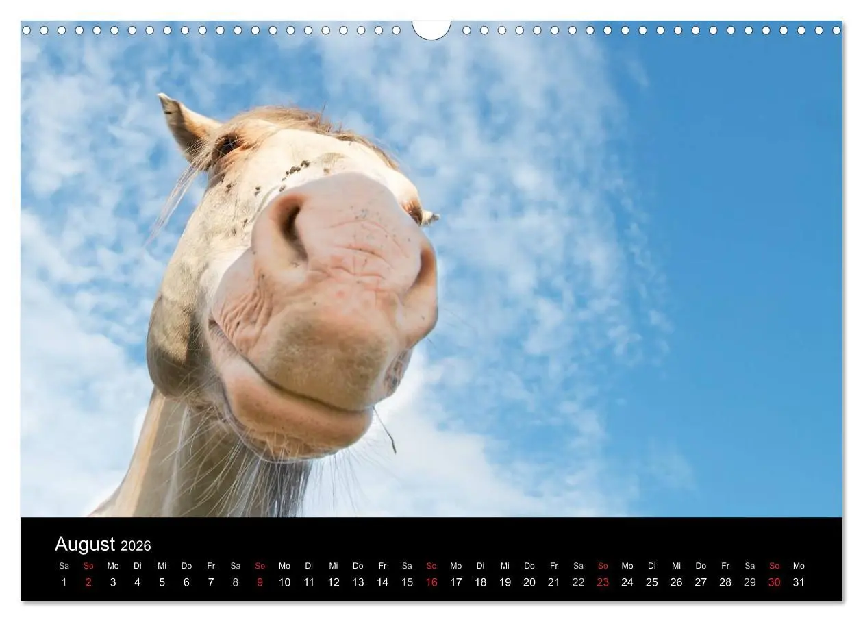 Bild: 9783516226966 | Wilde Pferde (Wandkalender 2026 DIN A3 quer), CALVENDO Monatskalender
