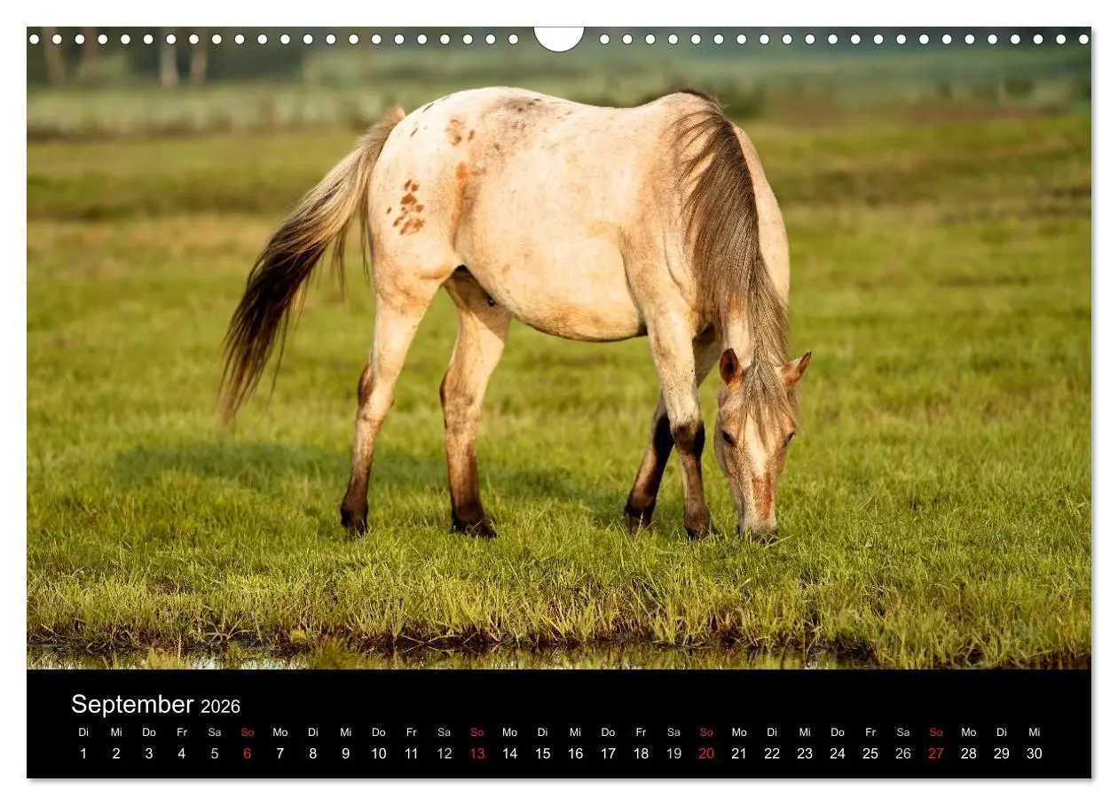 Bild: 9783516226966 | Wilde Pferde (Wandkalender 2026 DIN A3 quer), CALVENDO Monatskalender