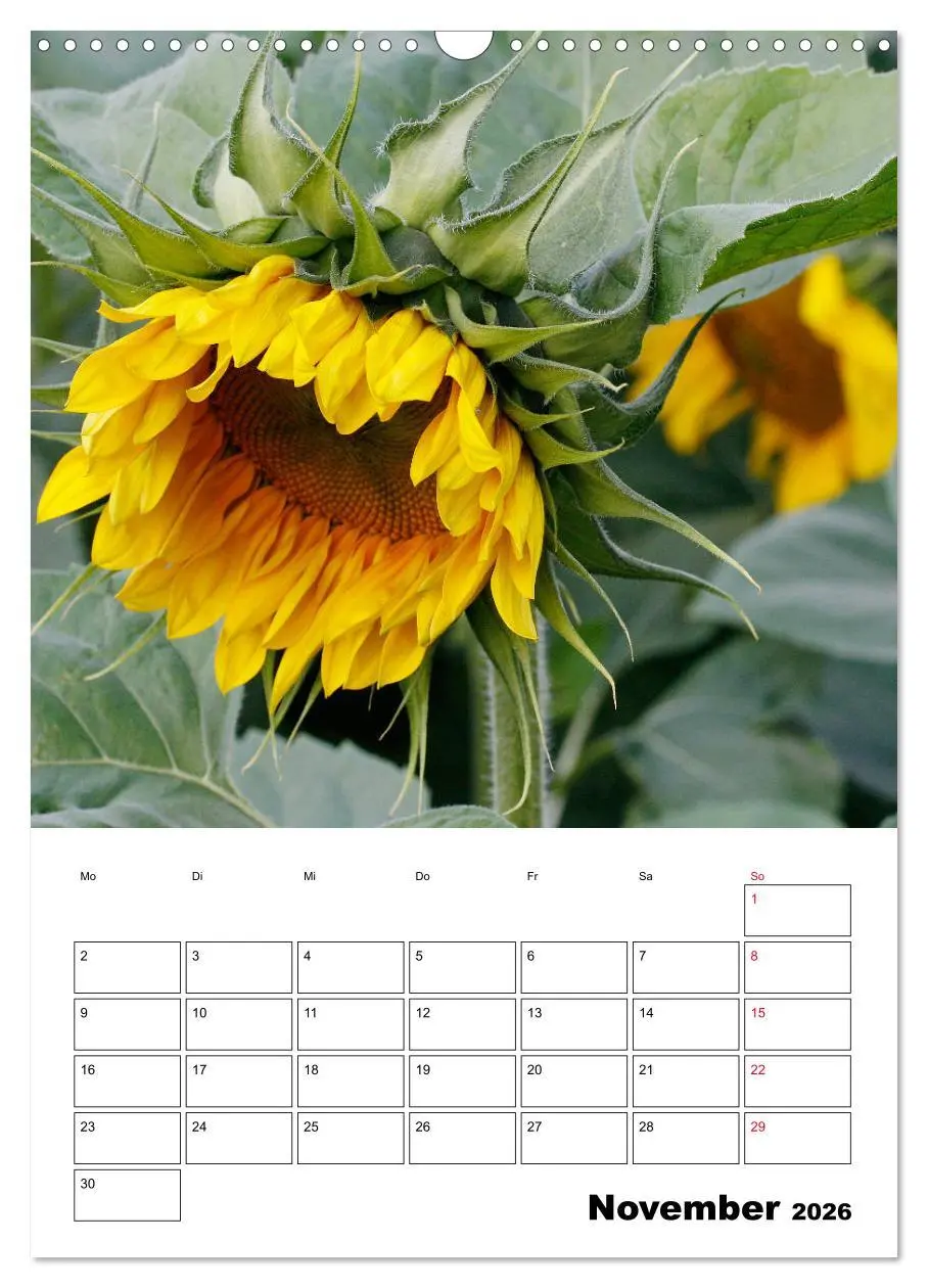 Bild: 9783516396966 | Leuchtende Sonnenblumen (Wandkalender 2026 DIN A3 hoch), CALVENDO...